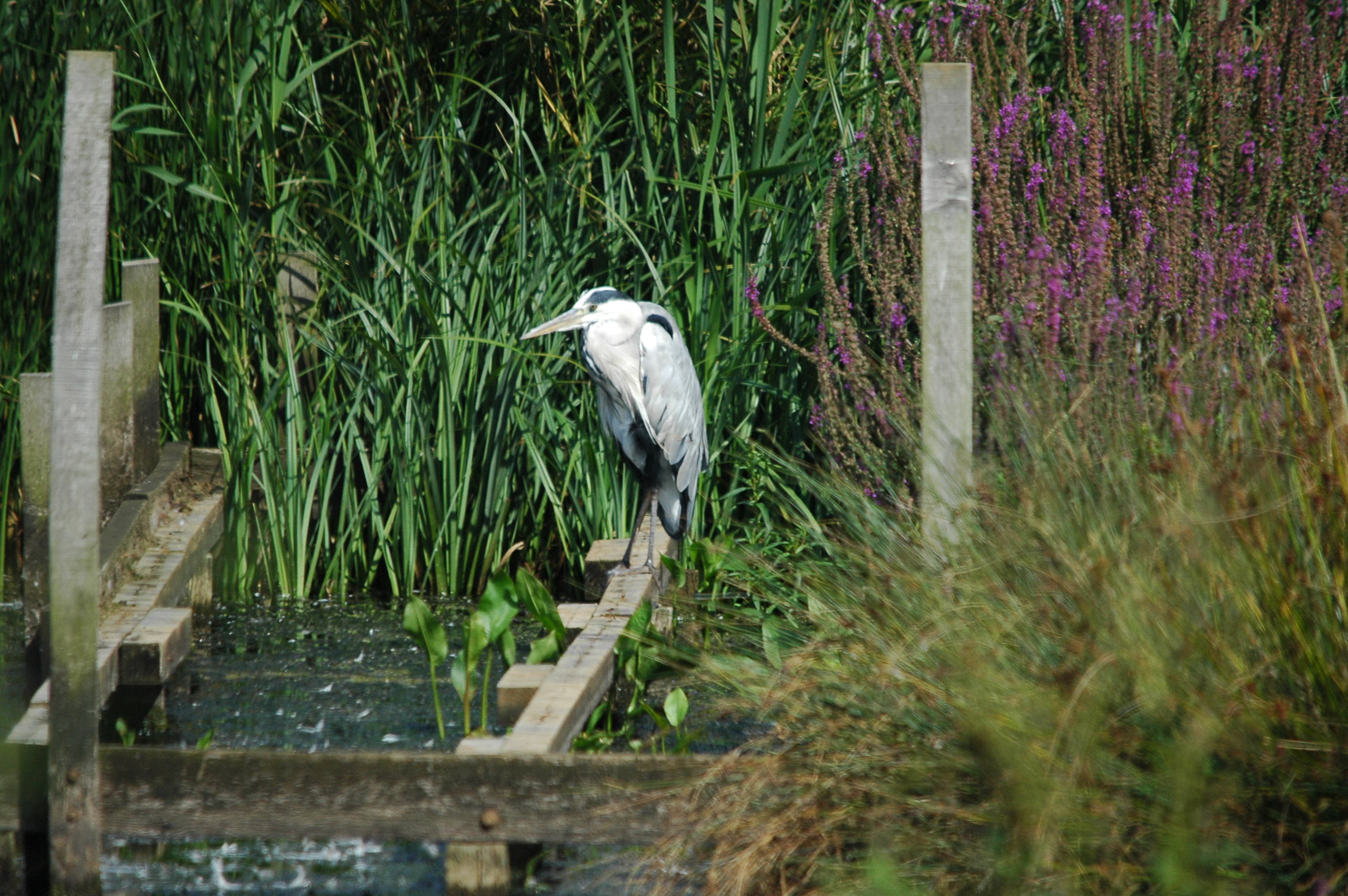 photos/wildlife/Bird_Species/021-Herons/0299-Grey_Heron/DSC_3374.JPG
