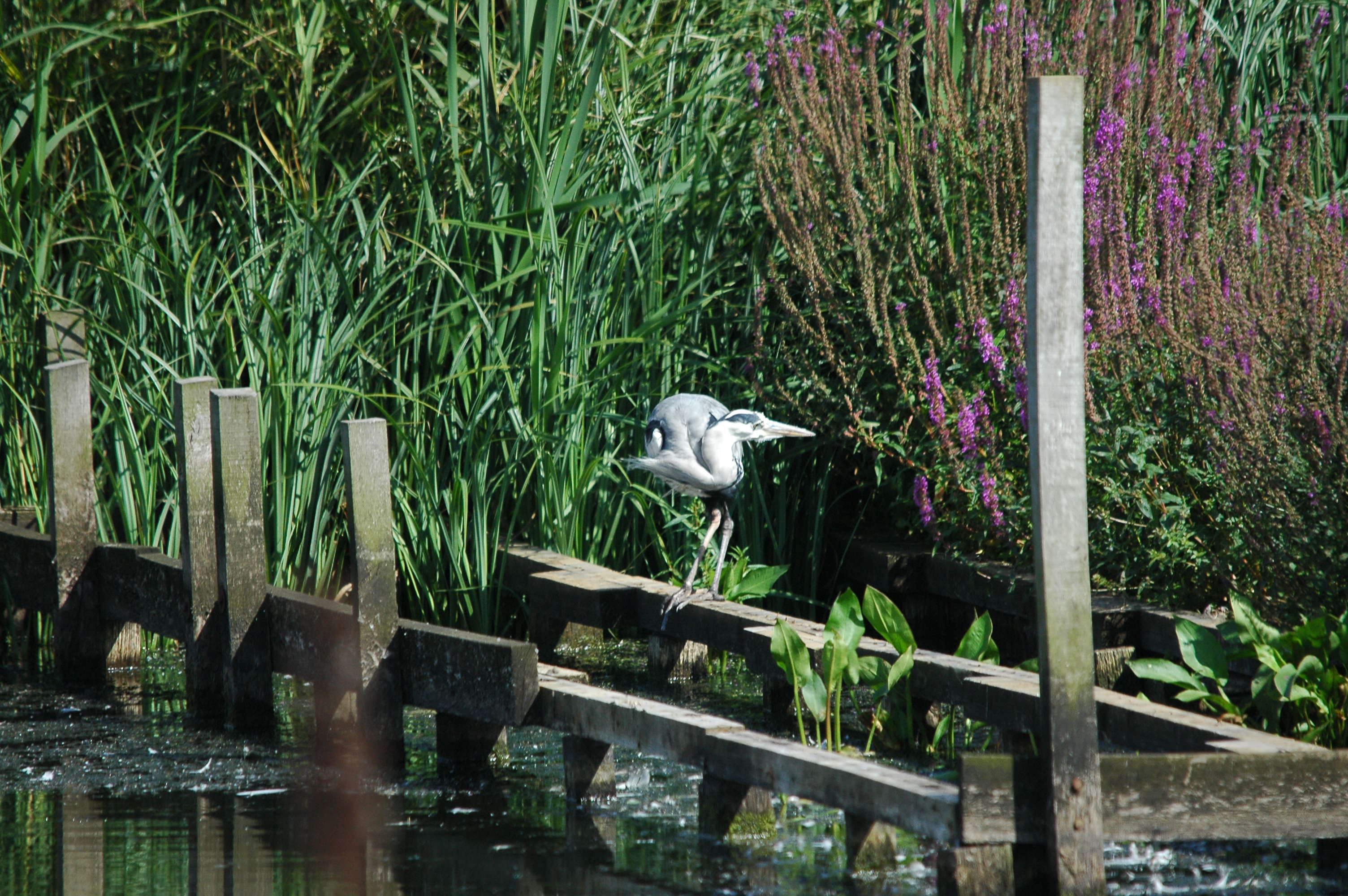photos/wildlife/Bird_Species/021-Herons/0299-Grey_Heron/DSC_3375.JPG
