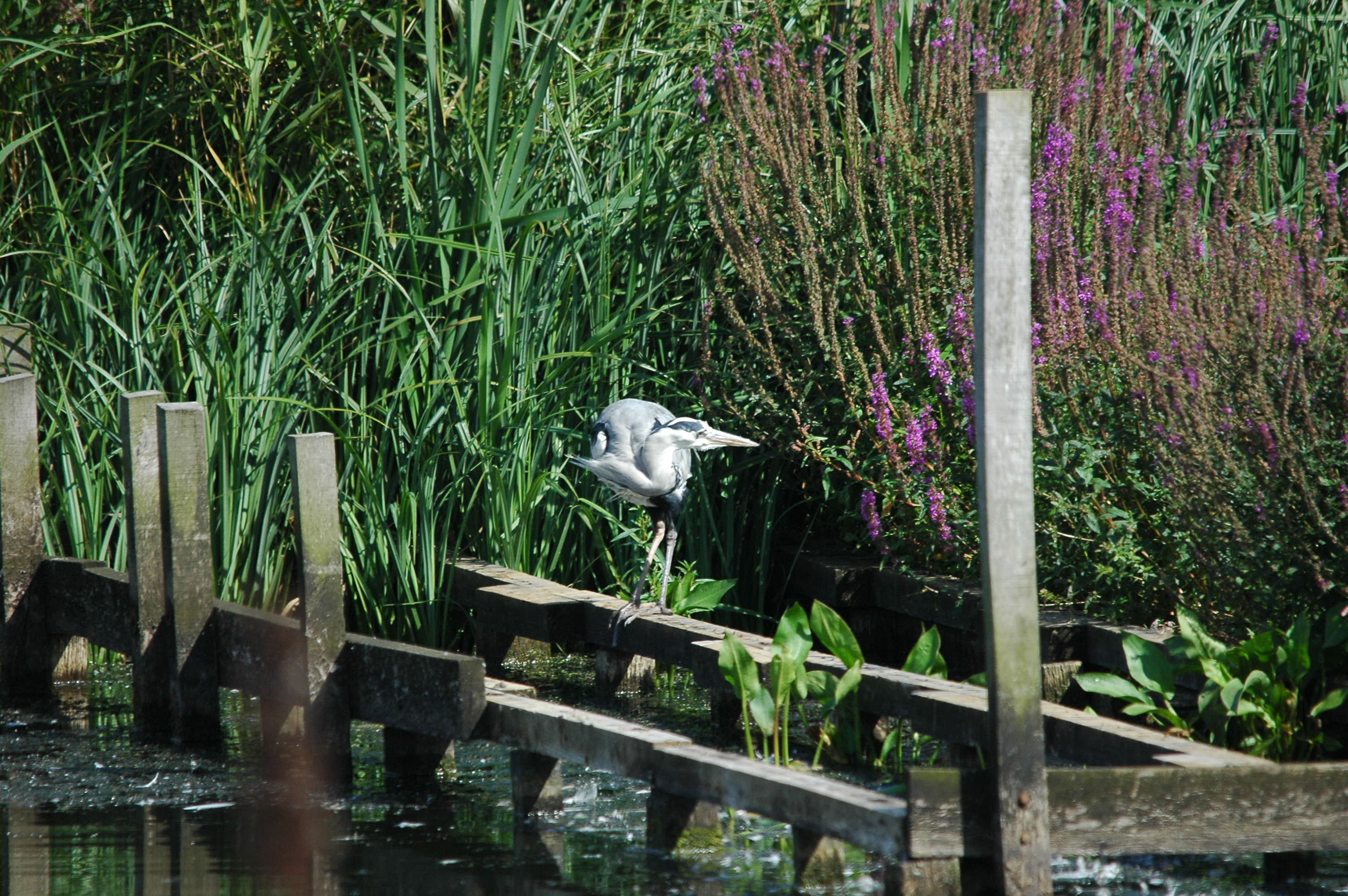photos/wildlife/Bird_Species/021-Herons/0299-Grey_Heron/DSC_3376.JPG