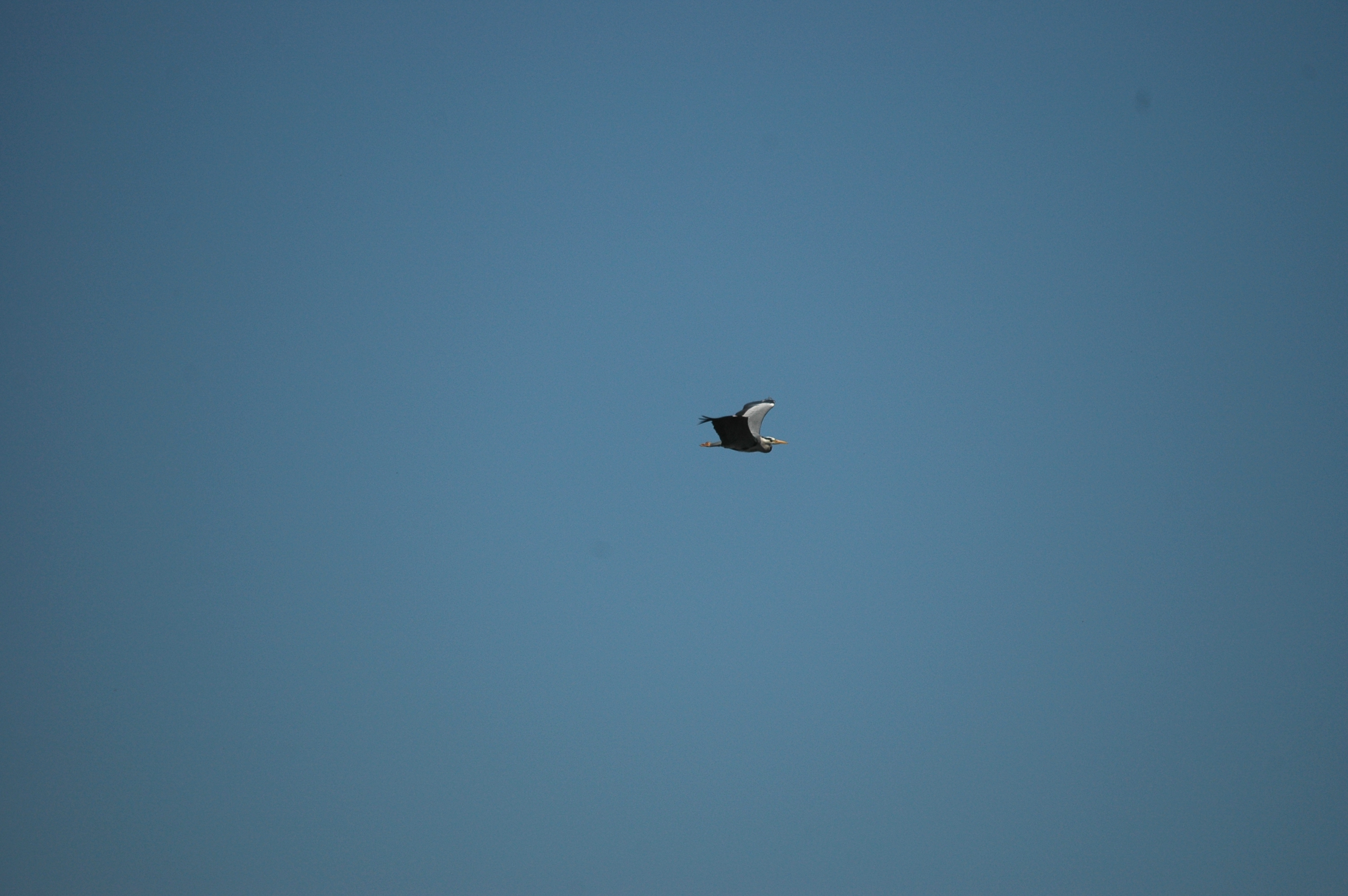 photos/wildlife/Bird_Species/021-Herons/0299-Grey_Heron/DSC_5487.JPG