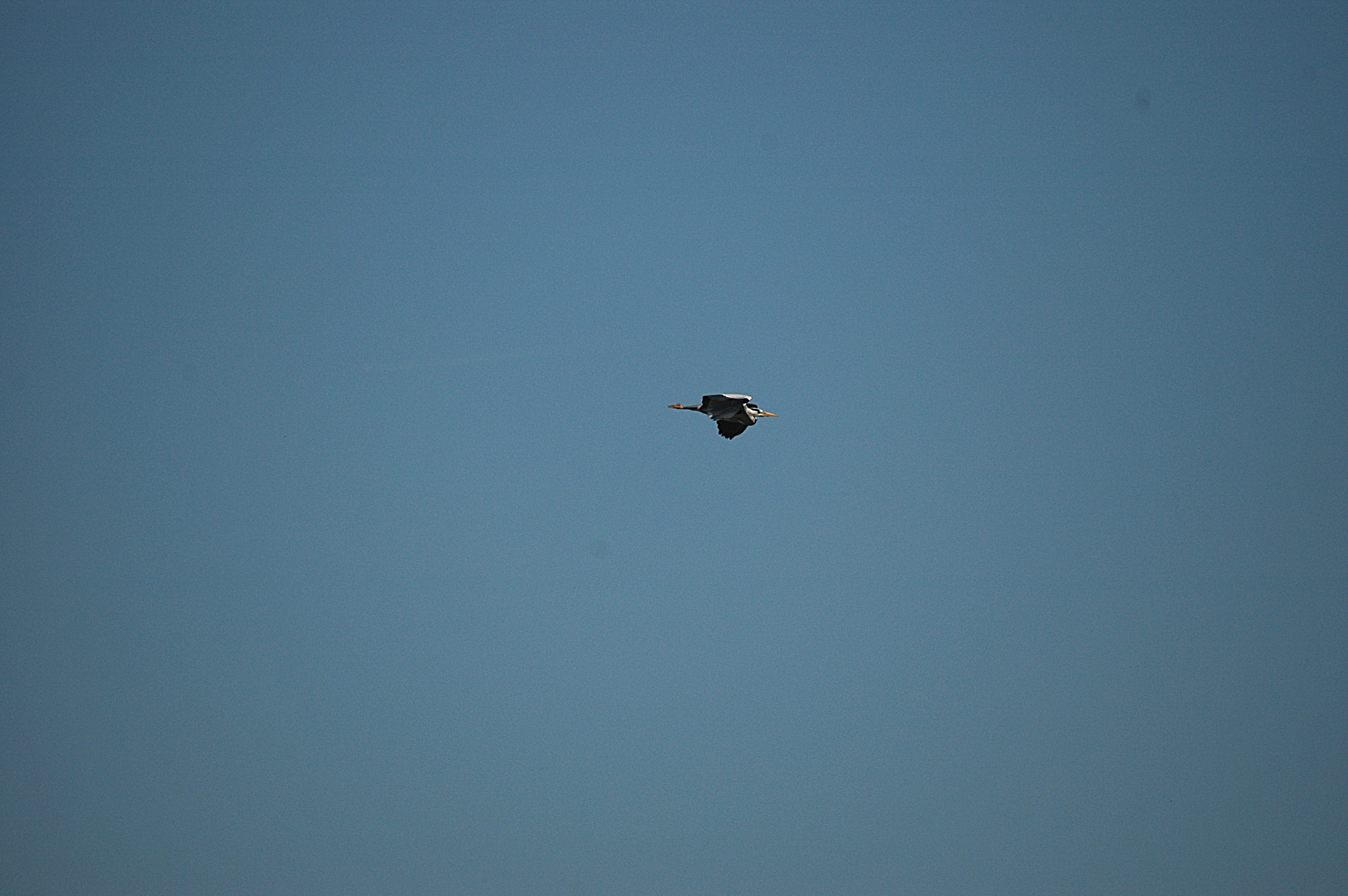 photos/wildlife/Bird_Species/021-Herons/0299-Grey_Heron/DSC_5489.JPG