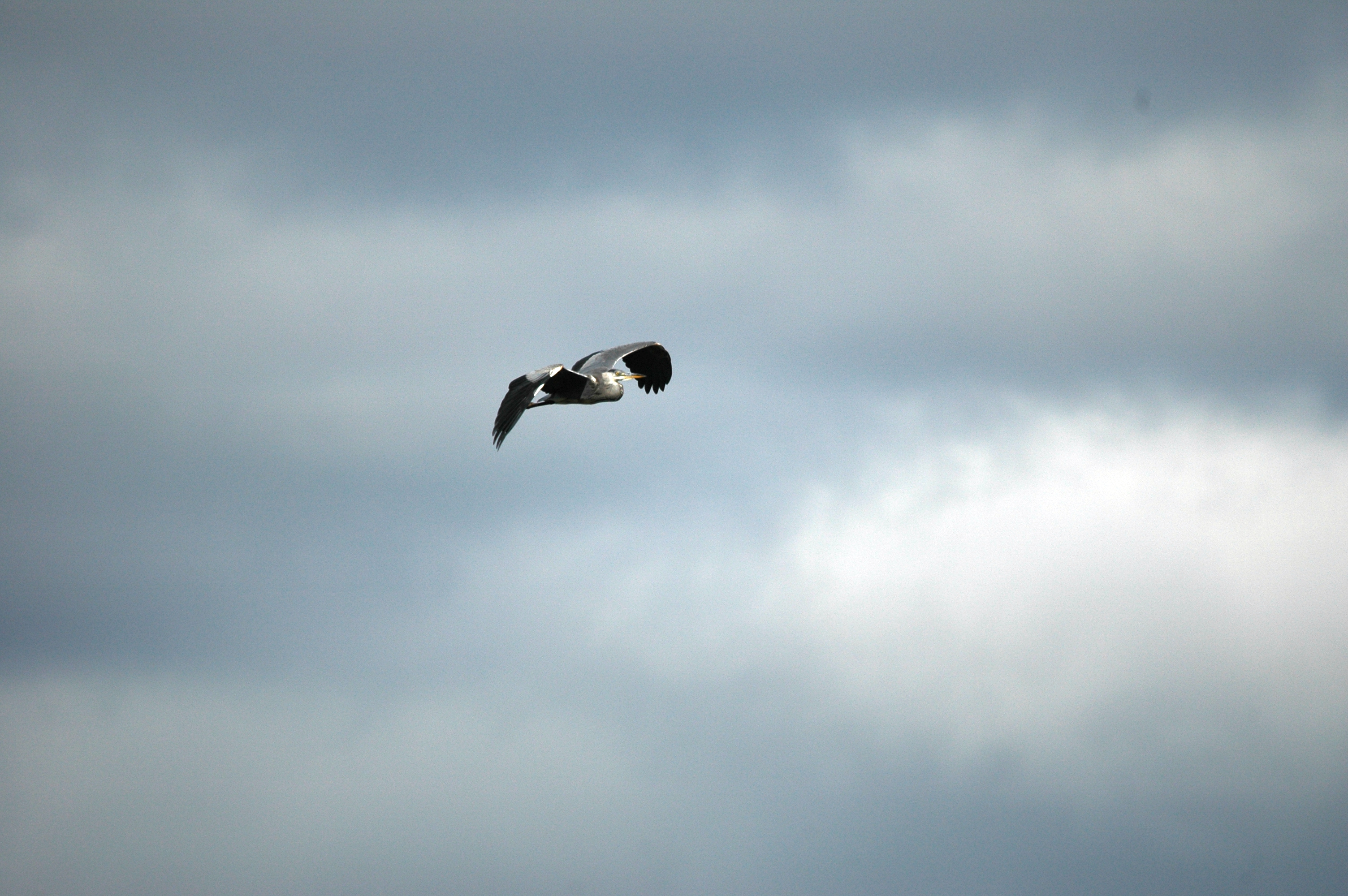 photos/wildlife/Bird_Species/021-Herons/0299-Grey_Heron/DSC_6073.JPG