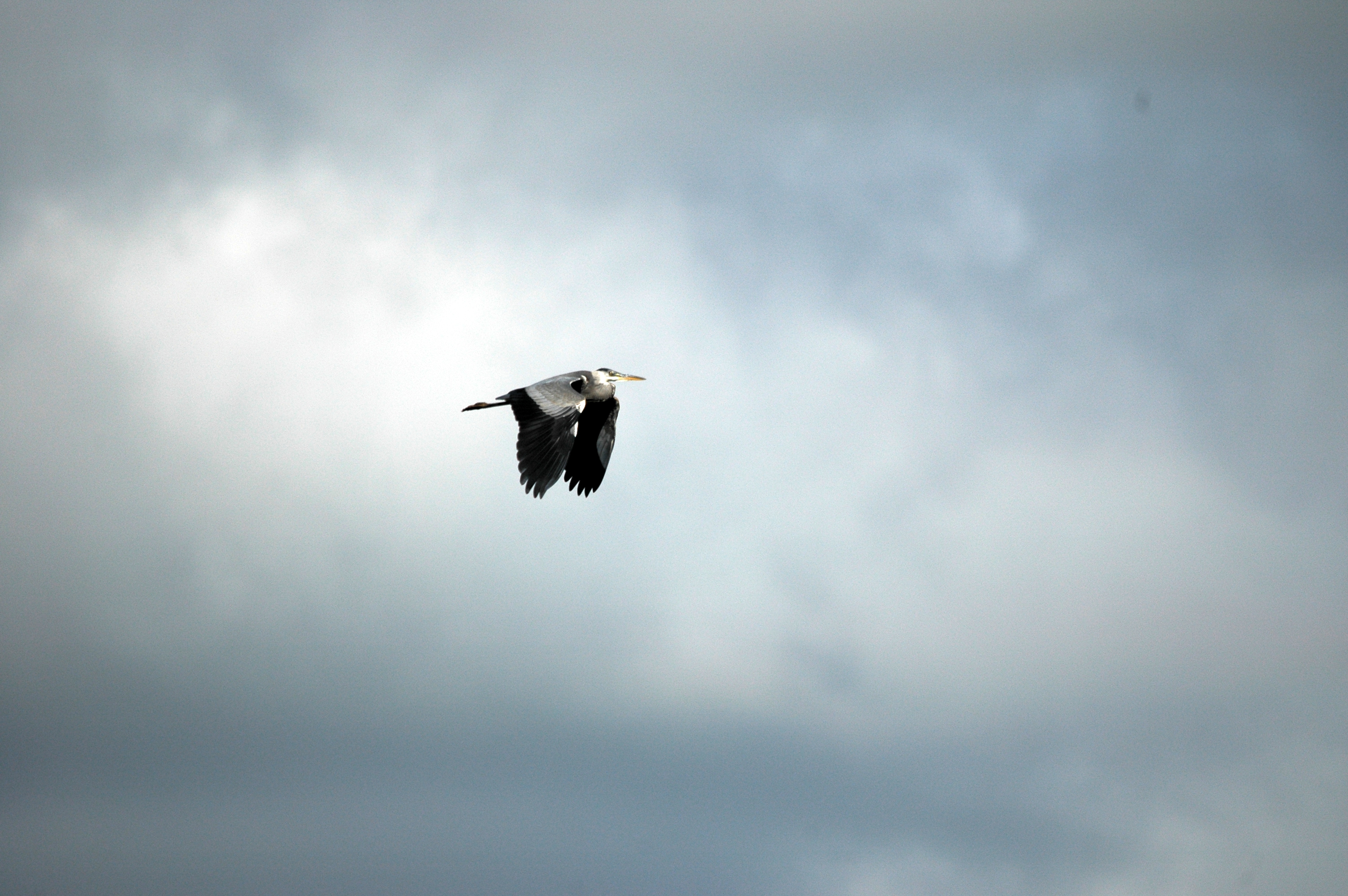 photos/wildlife/Bird_Species/021-Herons/0299-Grey_Heron/DSC_6074.JPG
