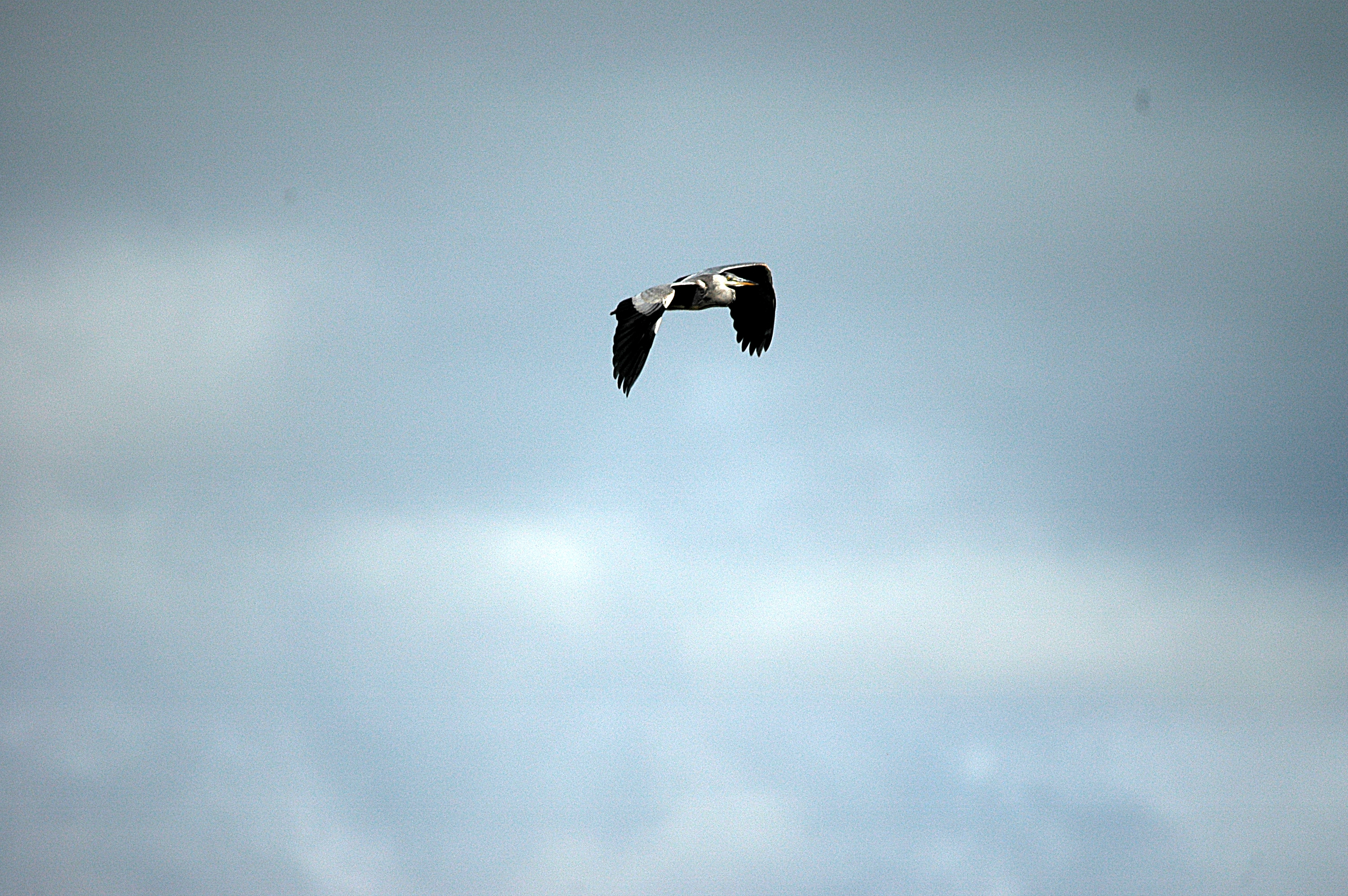 photos/wildlife/Bird_Species/021-Herons/0299-Grey_Heron/DSC_6075.JPG