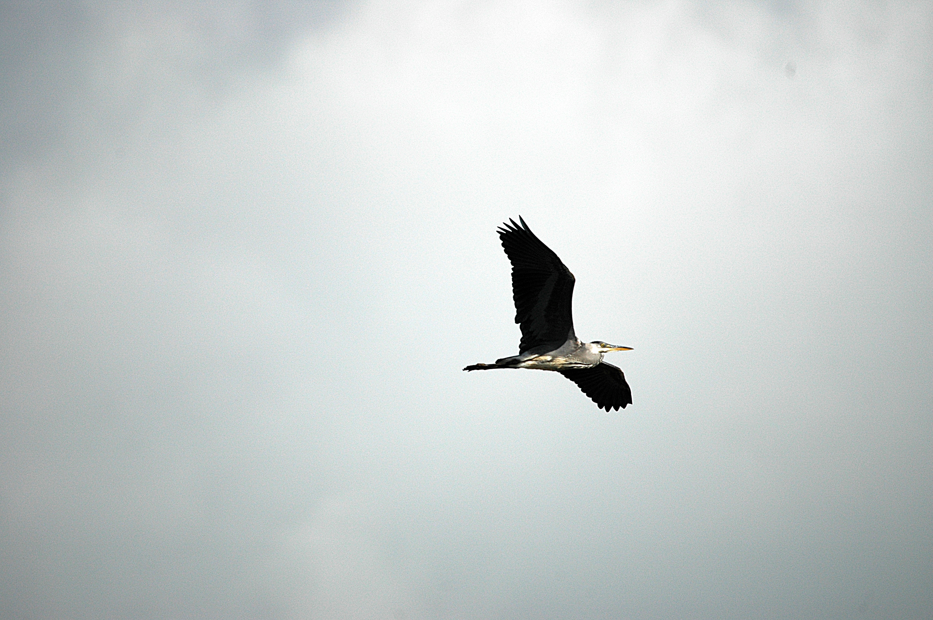 photos/wildlife/Bird_Species/021-Herons/0299-Grey_Heron/DSC_6076.JPG