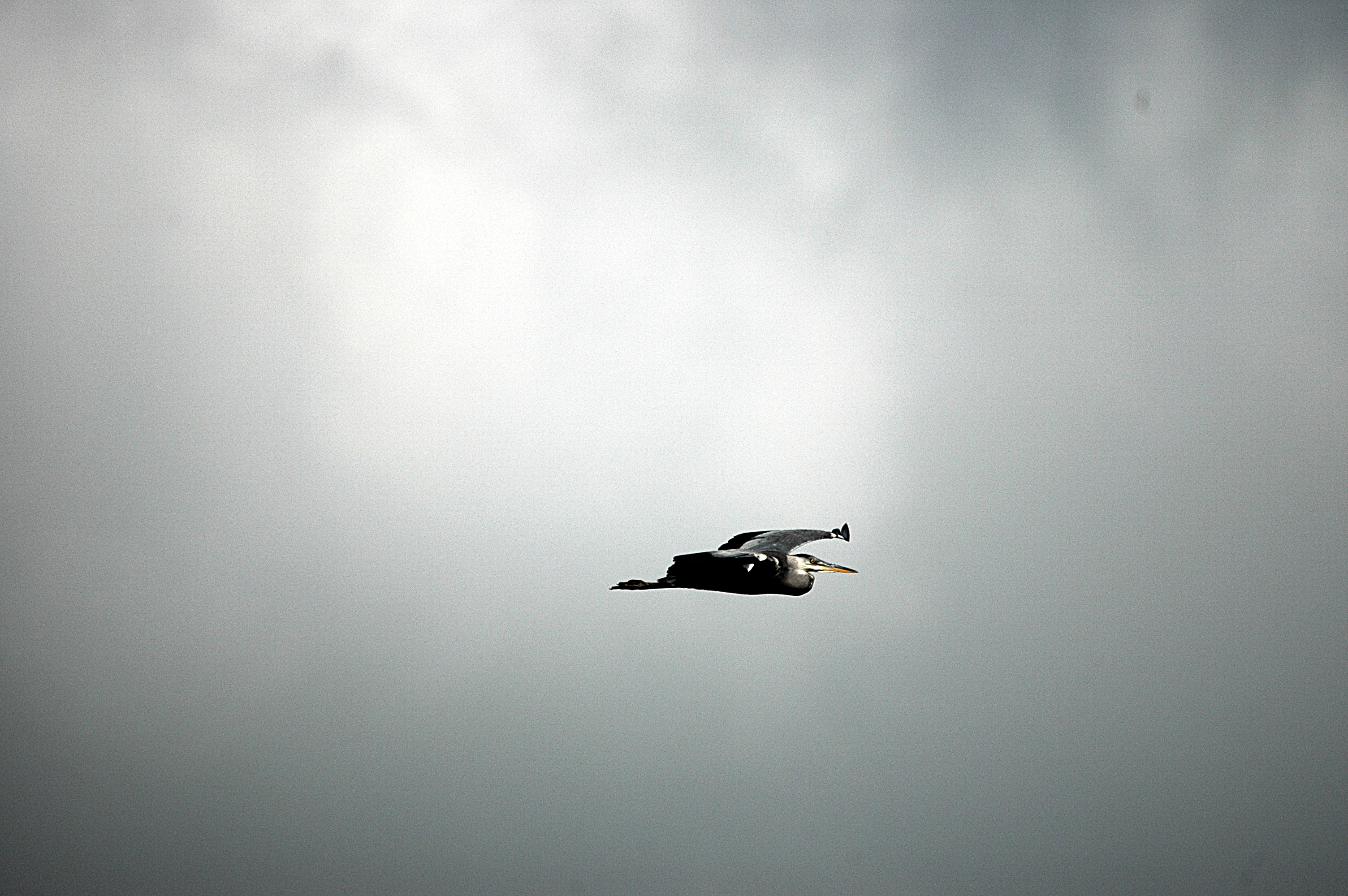 photos/wildlife/Bird_Species/021-Herons/0299-Grey_Heron/DSC_6077.JPG