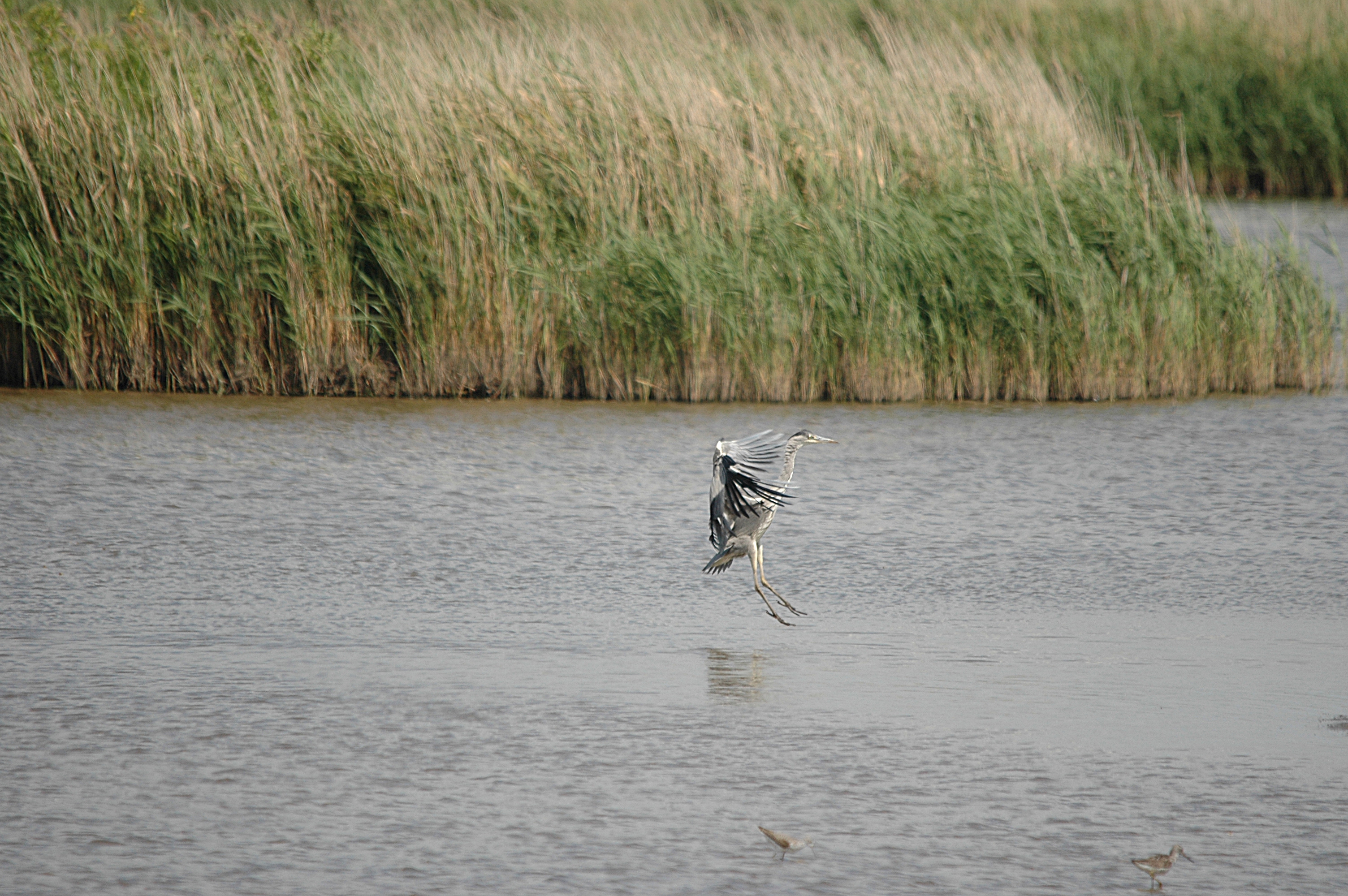photos/wildlife/Bird_Species/021-Herons/0299-Grey_Heron/DSC_6756.JPG