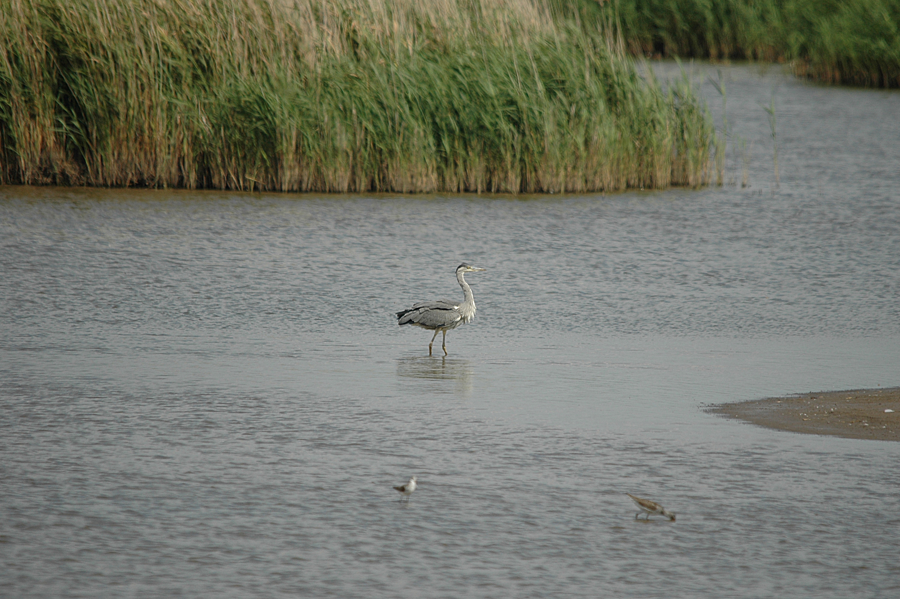 photos/wildlife/Bird_Species/021-Herons/0299-Grey_Heron/DSC_6757.JPG