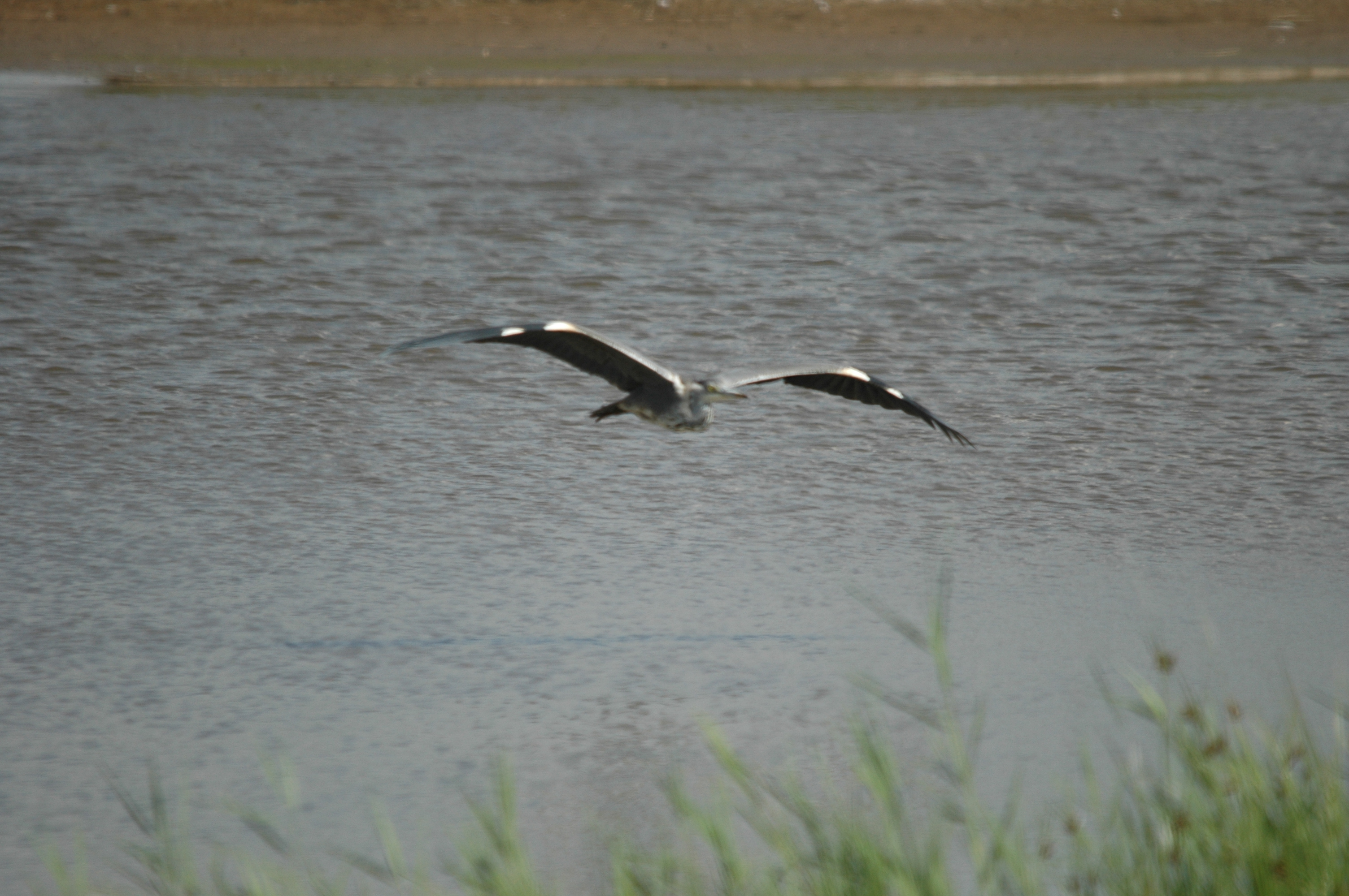 photos/wildlife/Bird_Species/021-Herons/0299-Grey_Heron/DSC_6768.JPG