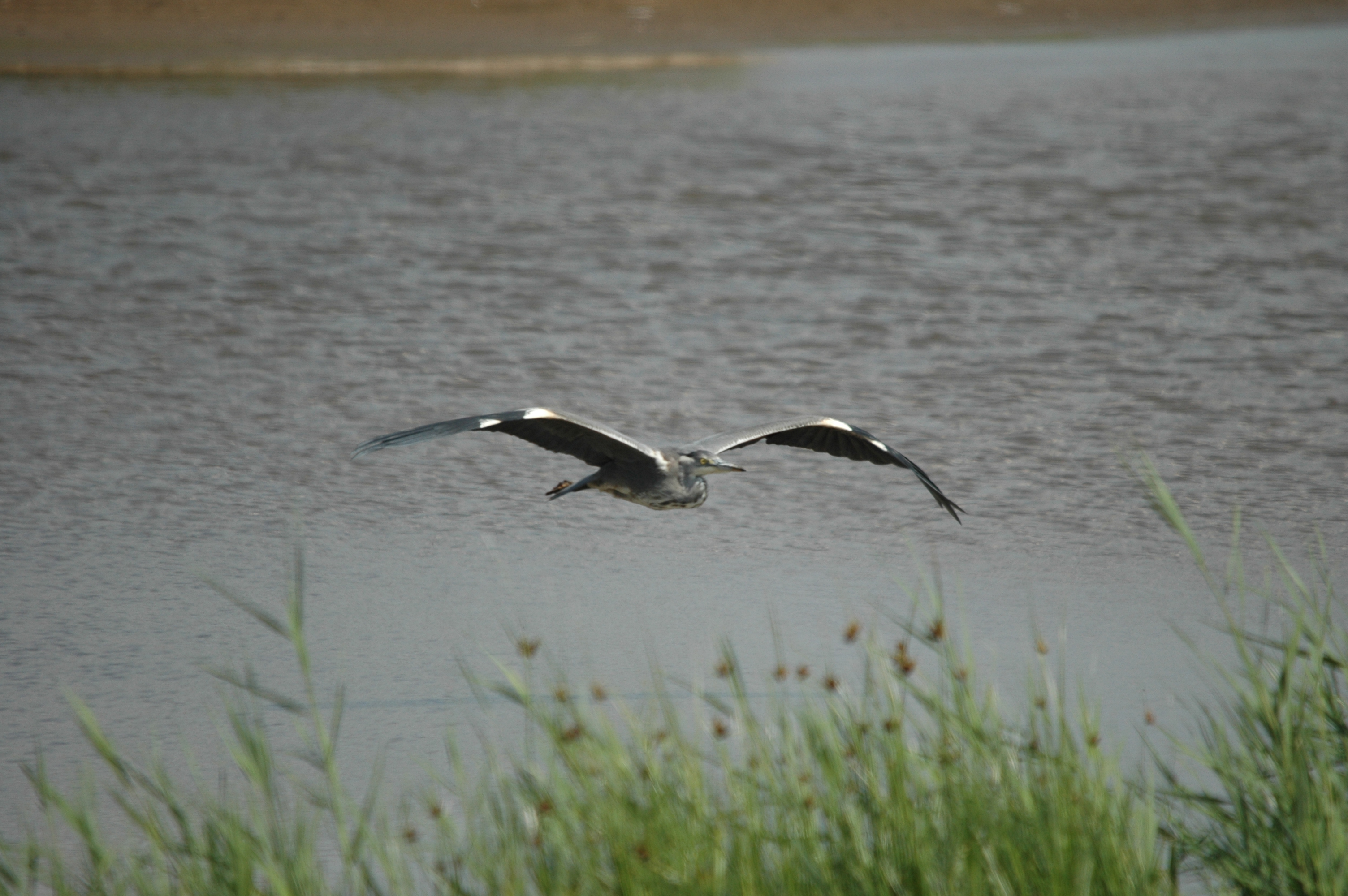 photos/wildlife/Bird_Species/021-Herons/0299-Grey_Heron/DSC_6769.JPG