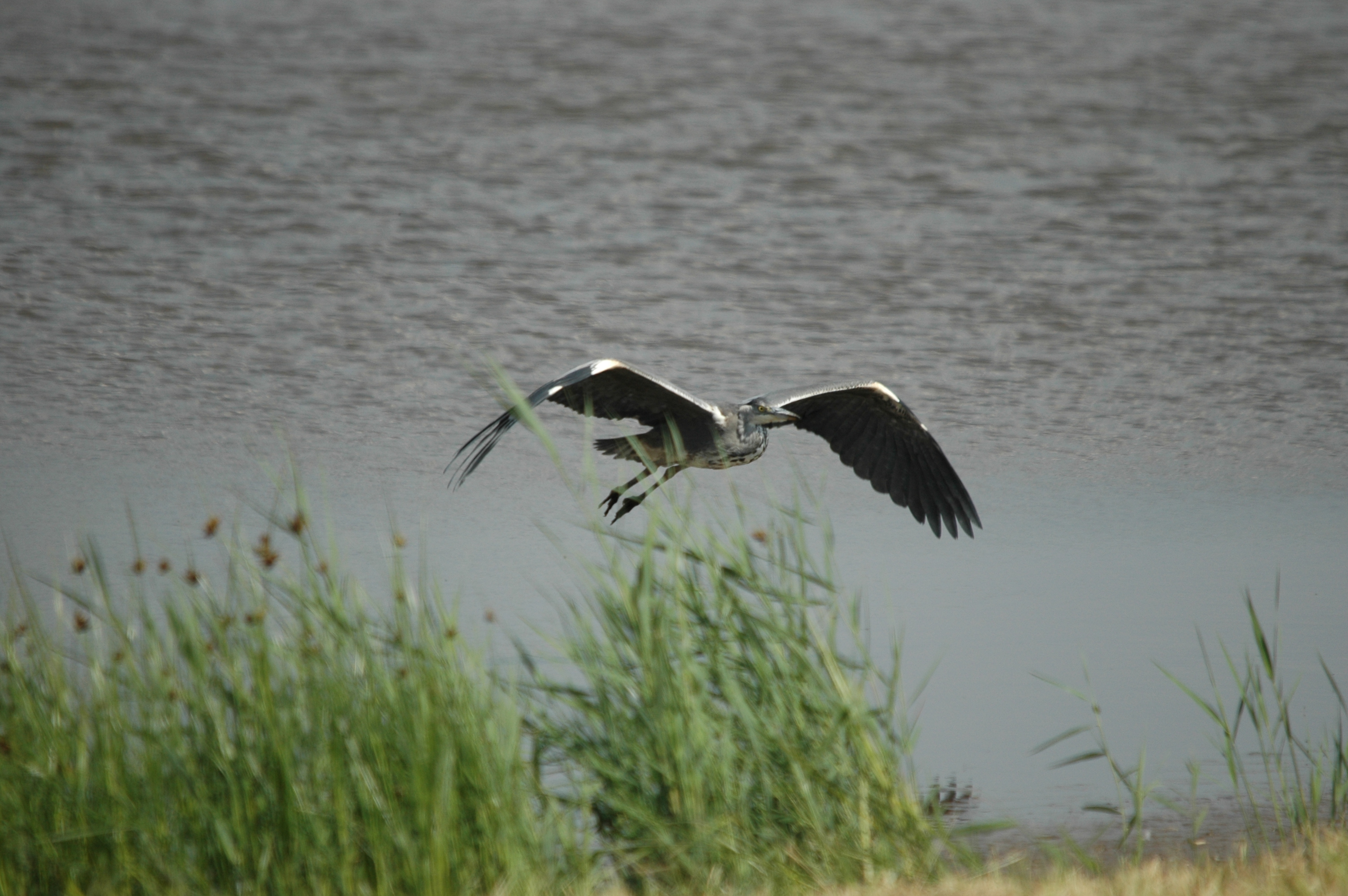 photos/wildlife/Bird_Species/021-Herons/0299-Grey_Heron/DSC_6770.JPG