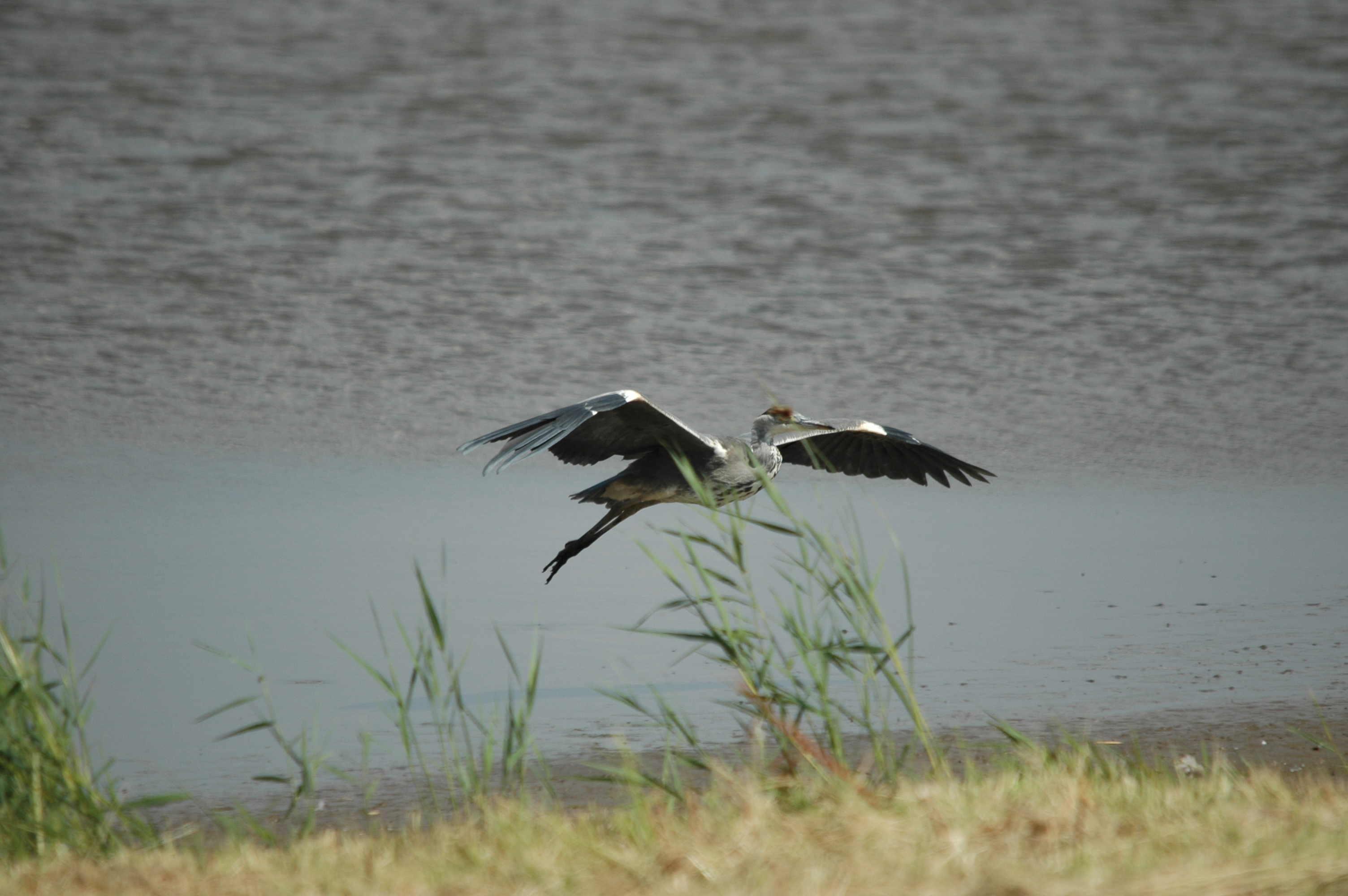 photos/wildlife/Bird_Species/021-Herons/0299-Grey_Heron/DSC_6771.JPG