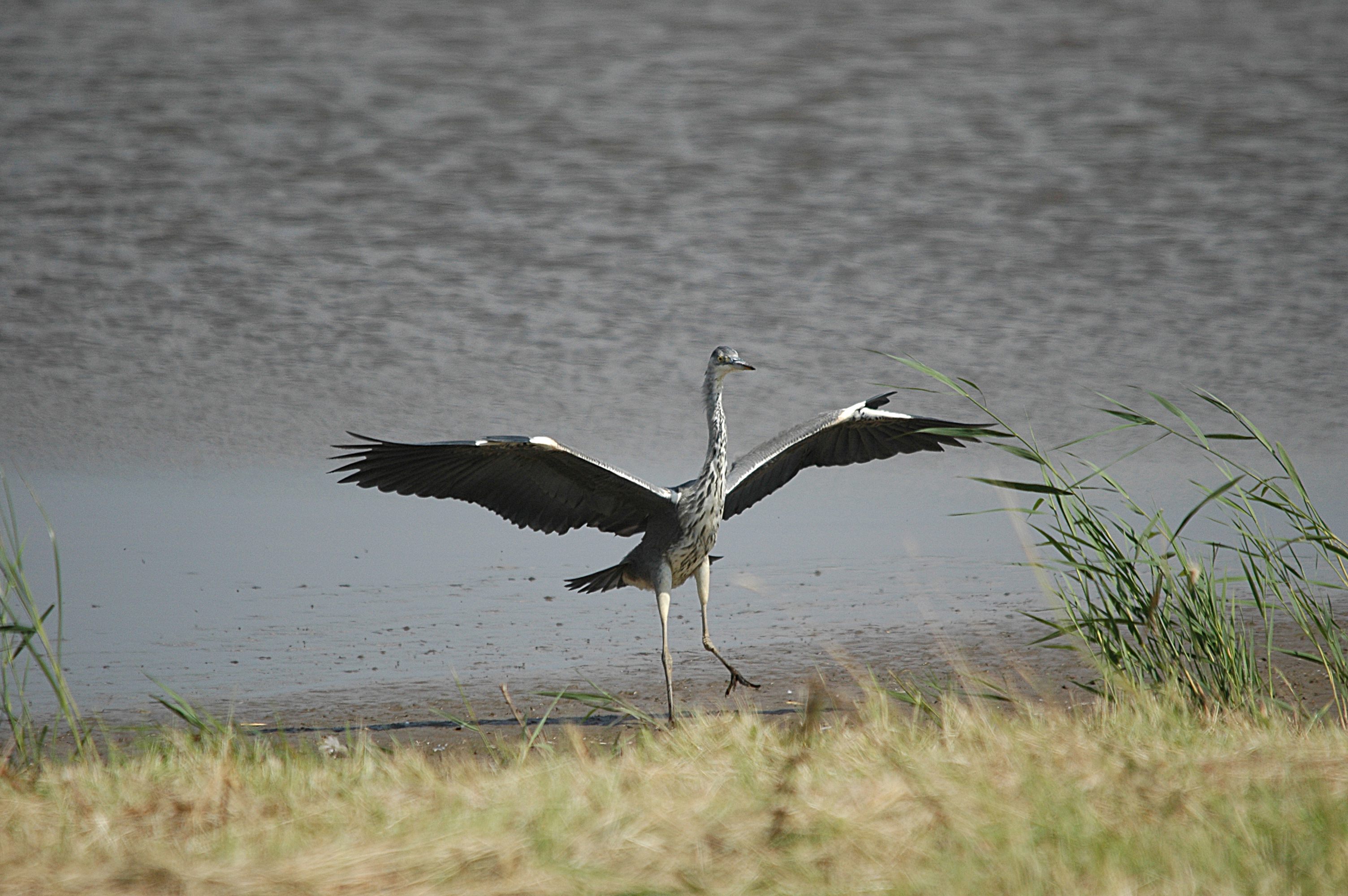 photos/wildlife/Bird_Species/021-Herons/0299-Grey_Heron/DSC_6772.JPG