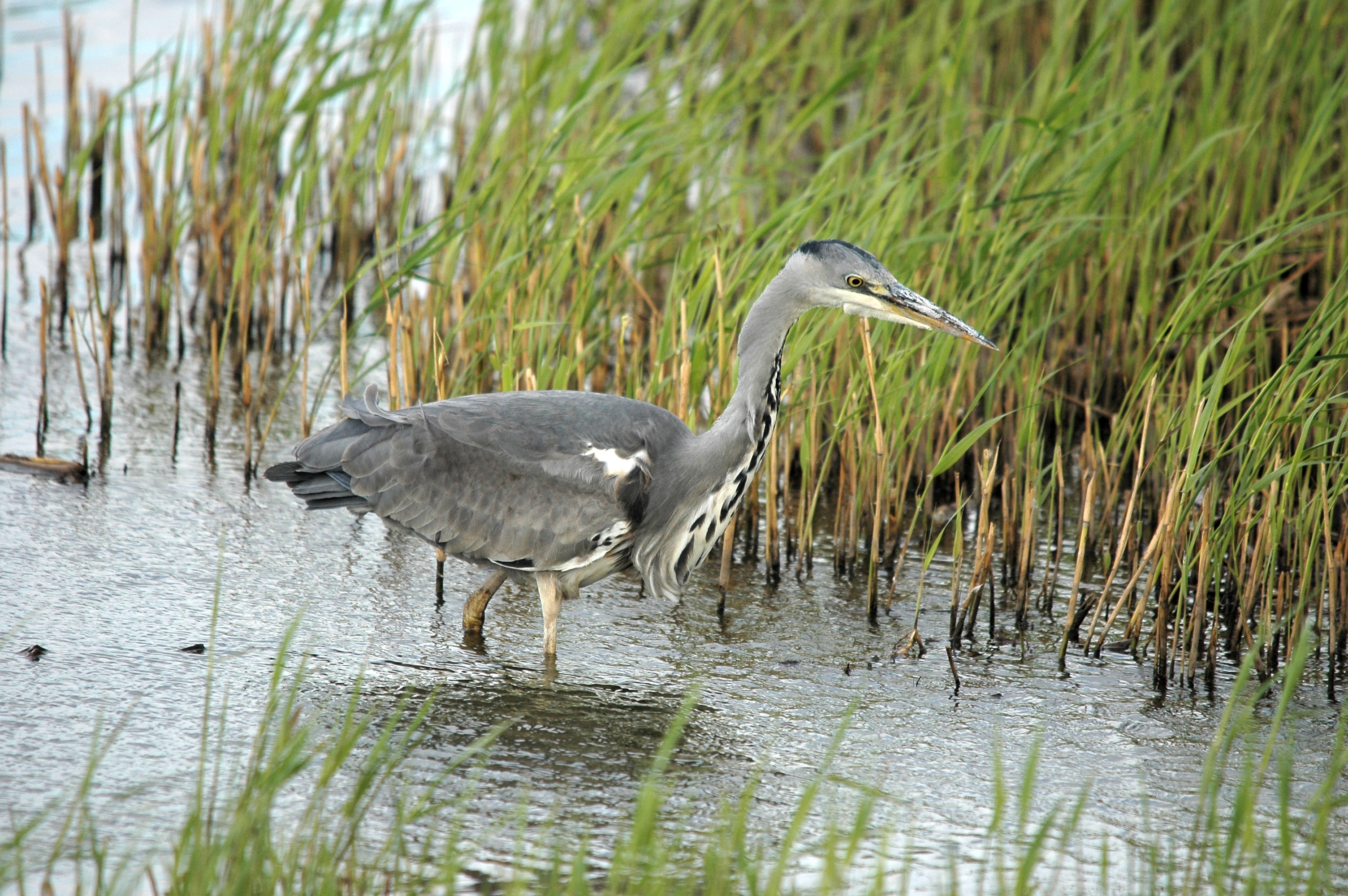 photos/wildlife/Bird_Species/021-Herons/0299-Grey_Heron/DSC_7430.JPG