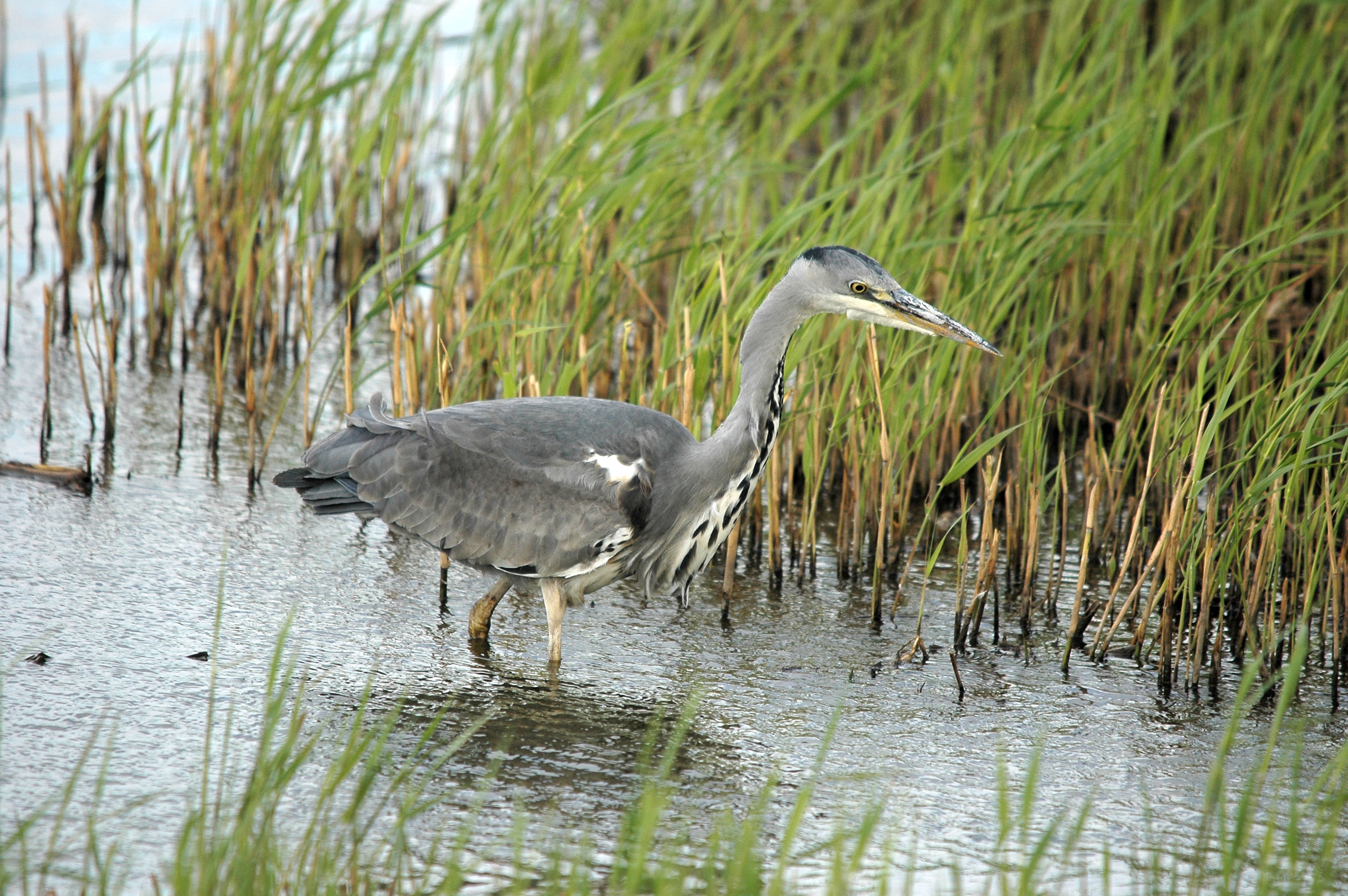 photos/wildlife/Bird_Species/021-Herons/0299-Grey_Heron/DSC_7431.JPG