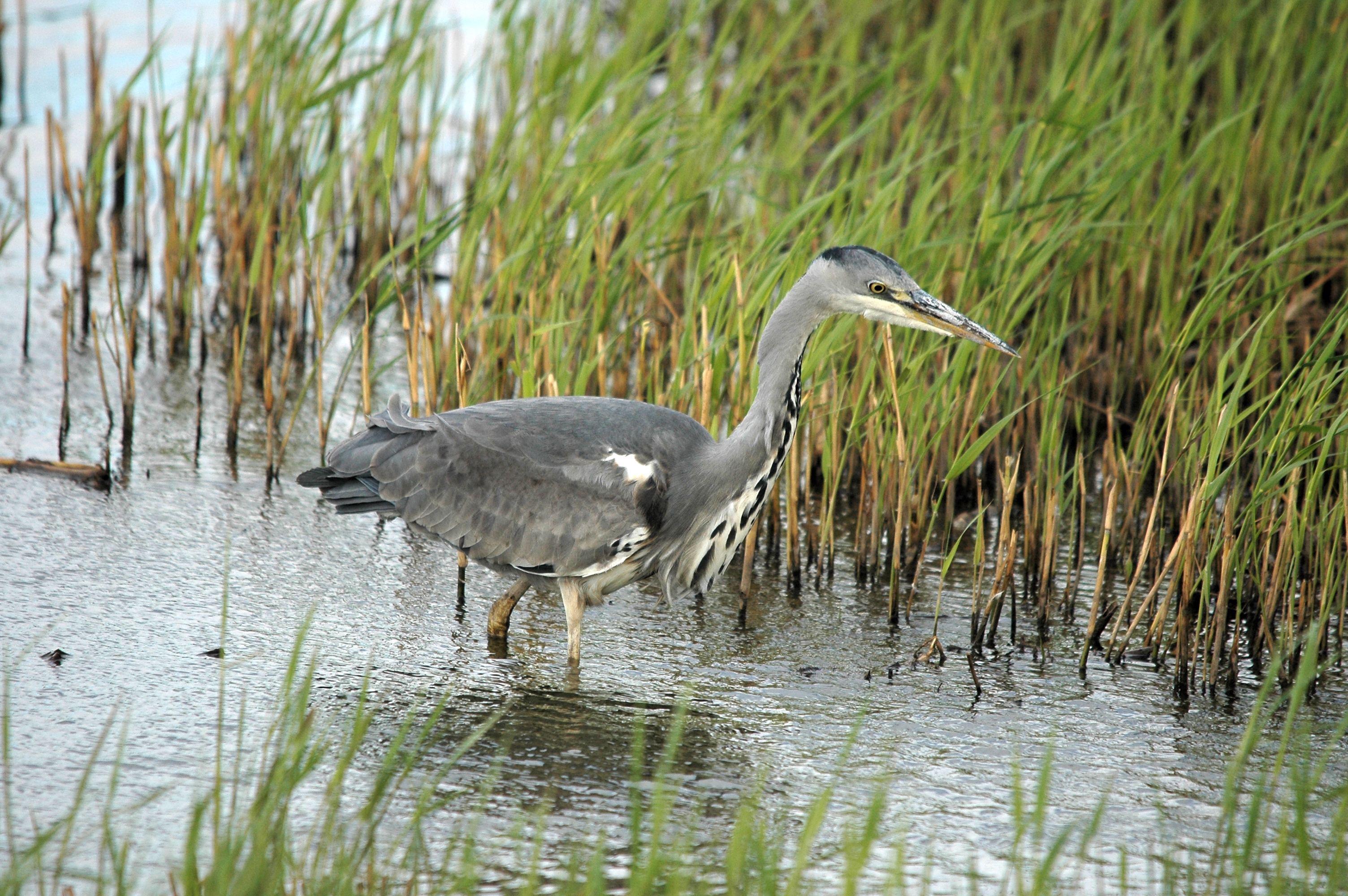 photos/wildlife/Bird_Species/021-Herons/0299-Grey_Heron/DSC_7432.JPG