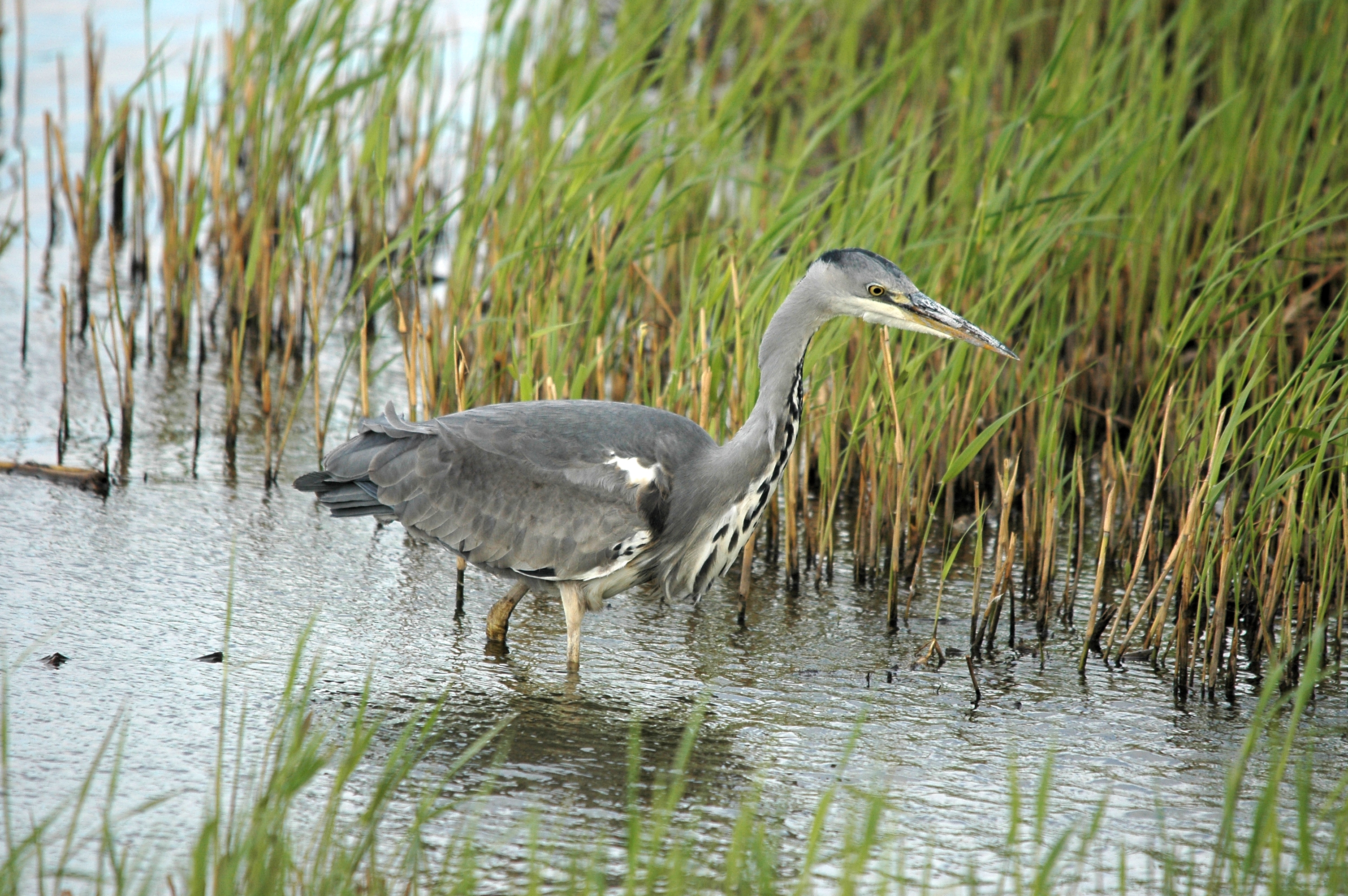photos/wildlife/Bird_Species/021-Herons/0299-Grey_Heron/DSC_7433.JPG