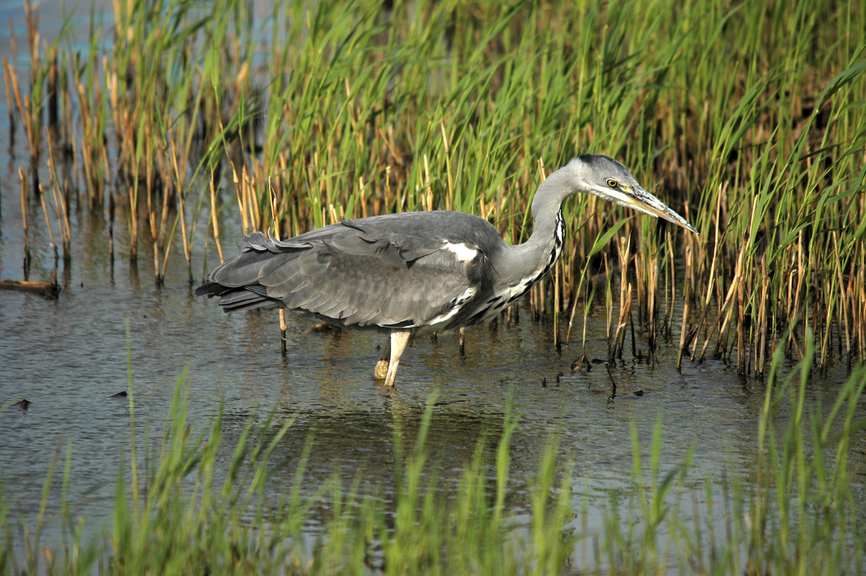 photos/wildlife/Bird_Species/021-Herons/0299-Grey_Heron/DSC_7434.JPG