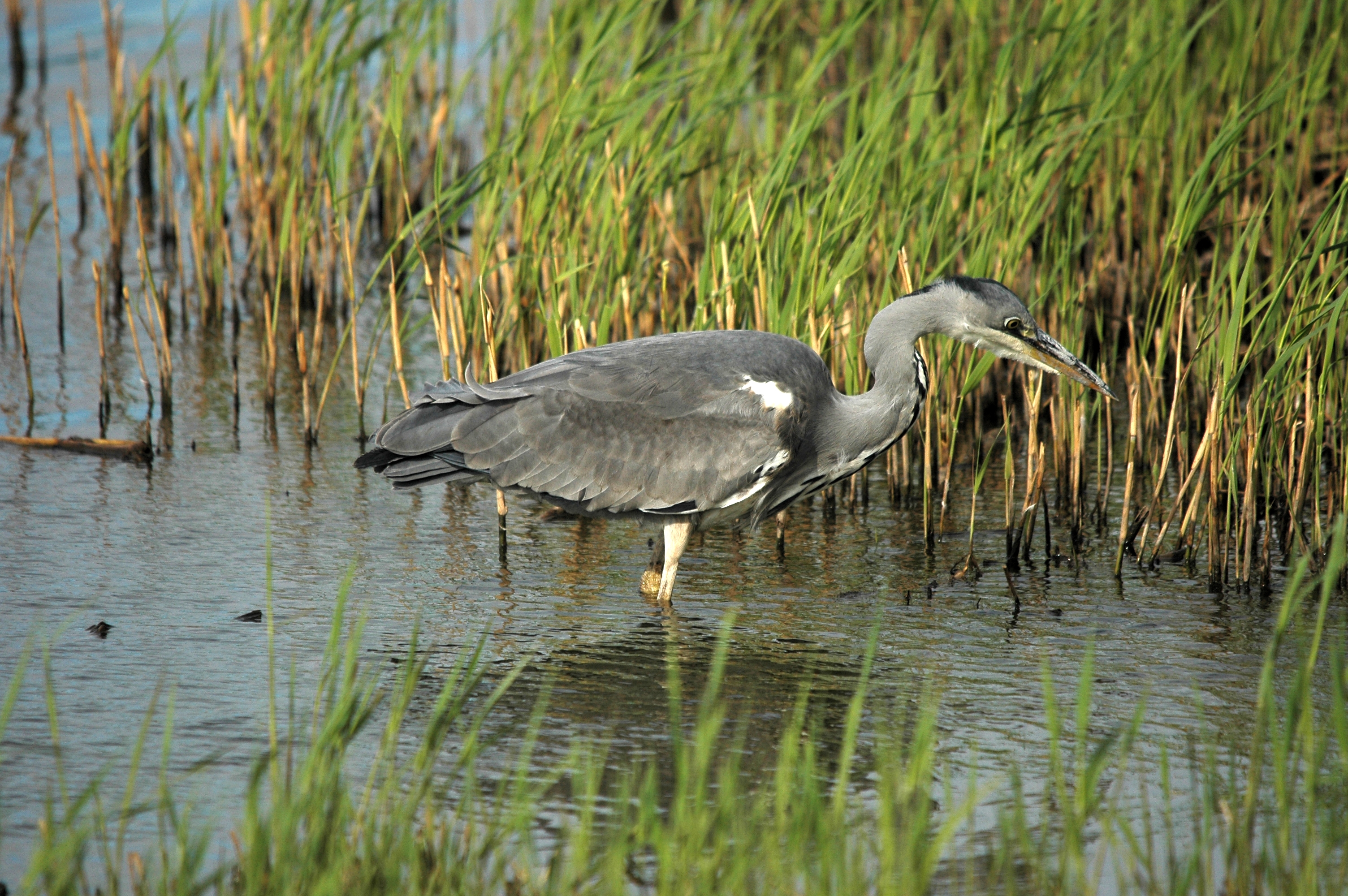 photos/wildlife/Bird_Species/021-Herons/0299-Grey_Heron/DSC_7435.JPG