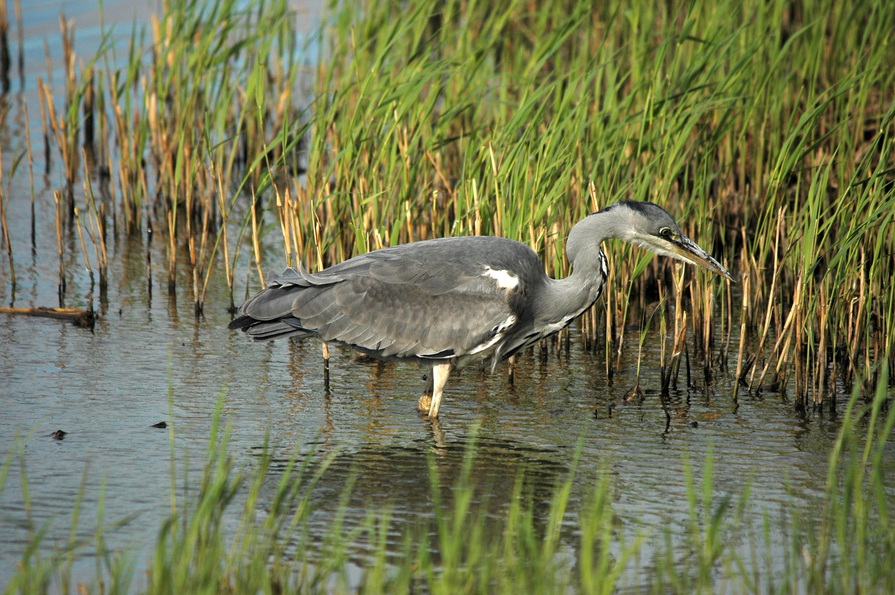 photos/wildlife/Bird_Species/021-Herons/0299-Grey_Heron/DSC_7436.JPG