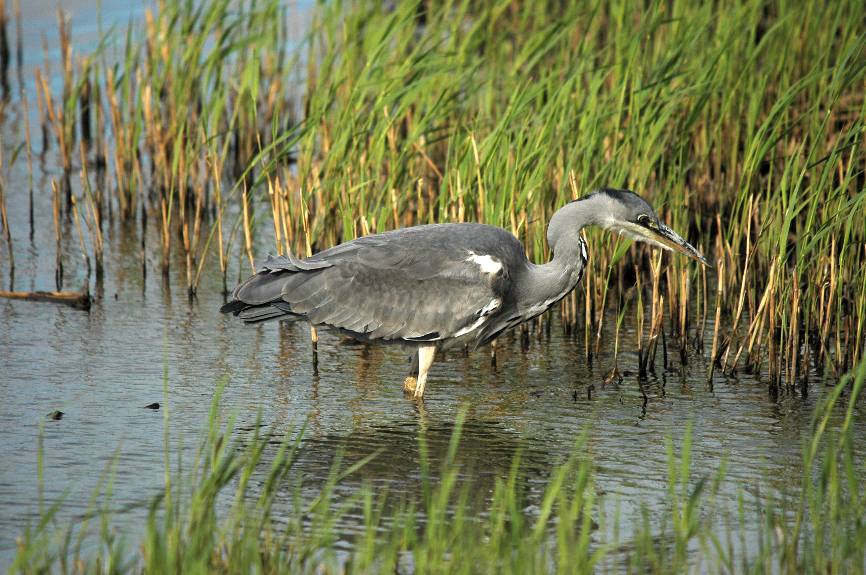 photos/wildlife/Bird_Species/021-Herons/0299-Grey_Heron/DSC_7437.JPG