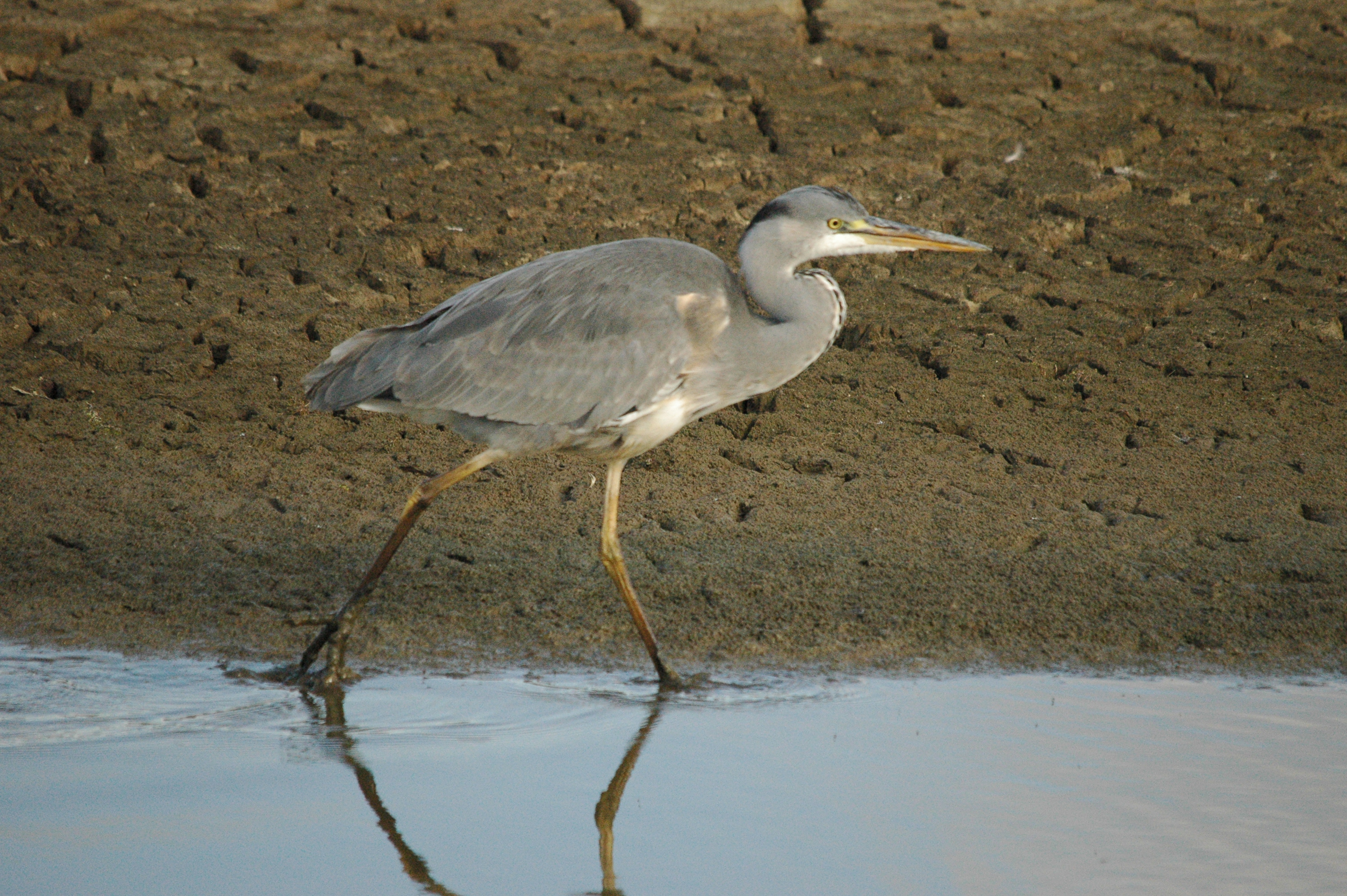 photos/wildlife/Bird_Species/021-Herons/0299-Grey_Heron/dsc_1274.jpg