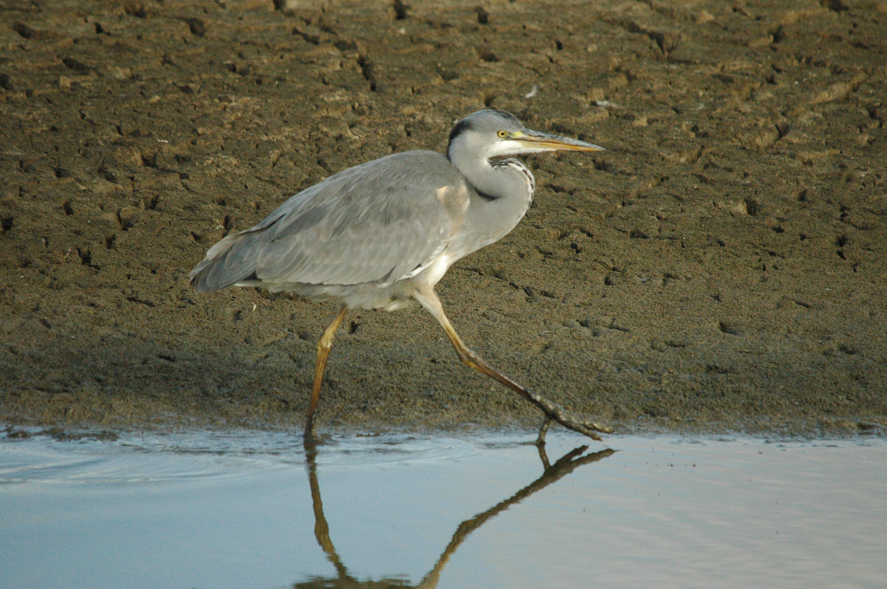 photos/wildlife/Bird_Species/021-Herons/0299-Grey_Heron/dsc_1275.jpg