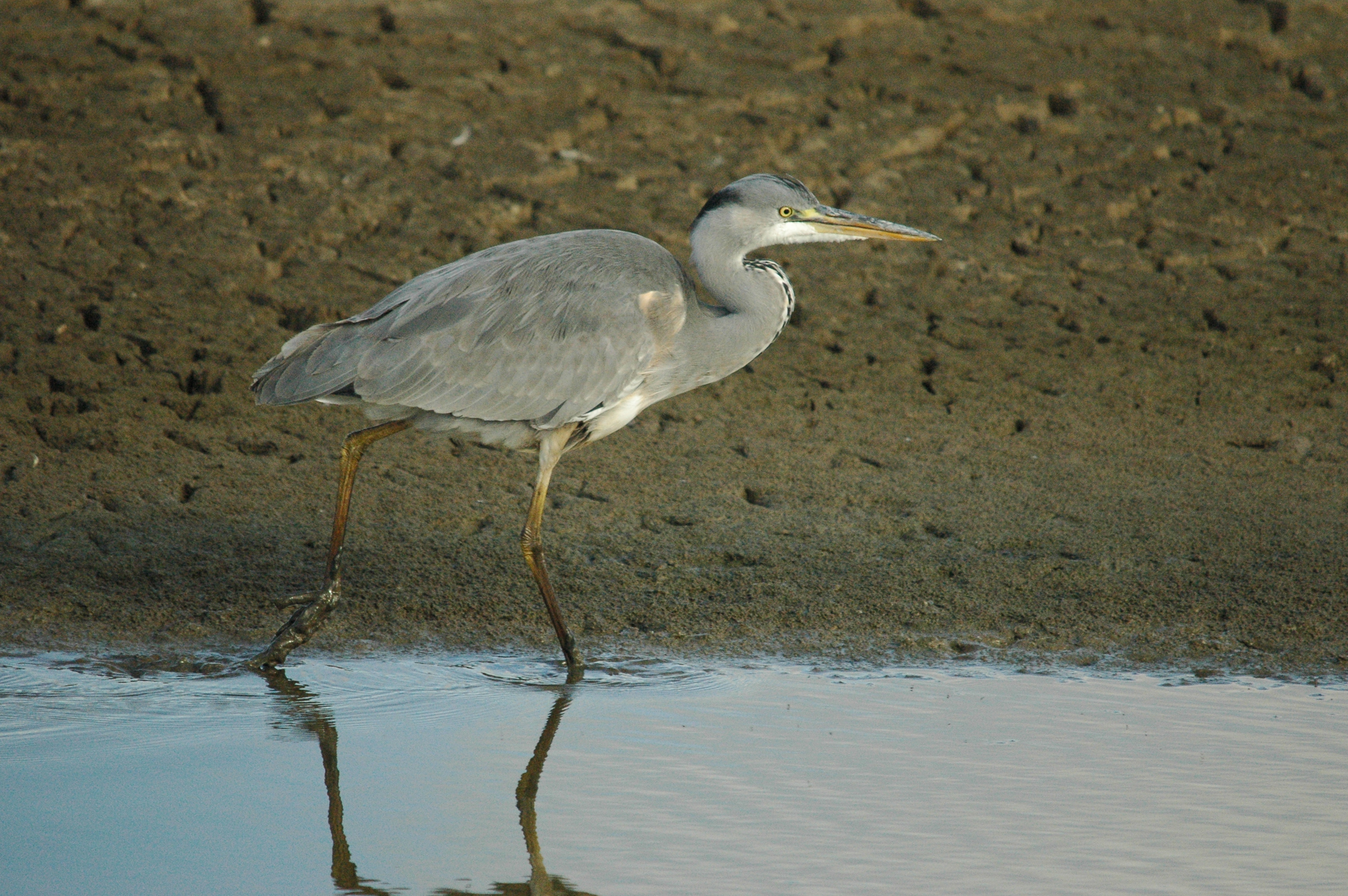 photos/wildlife/Bird_Species/021-Herons/0299-Grey_Heron/dsc_1276.jpg
