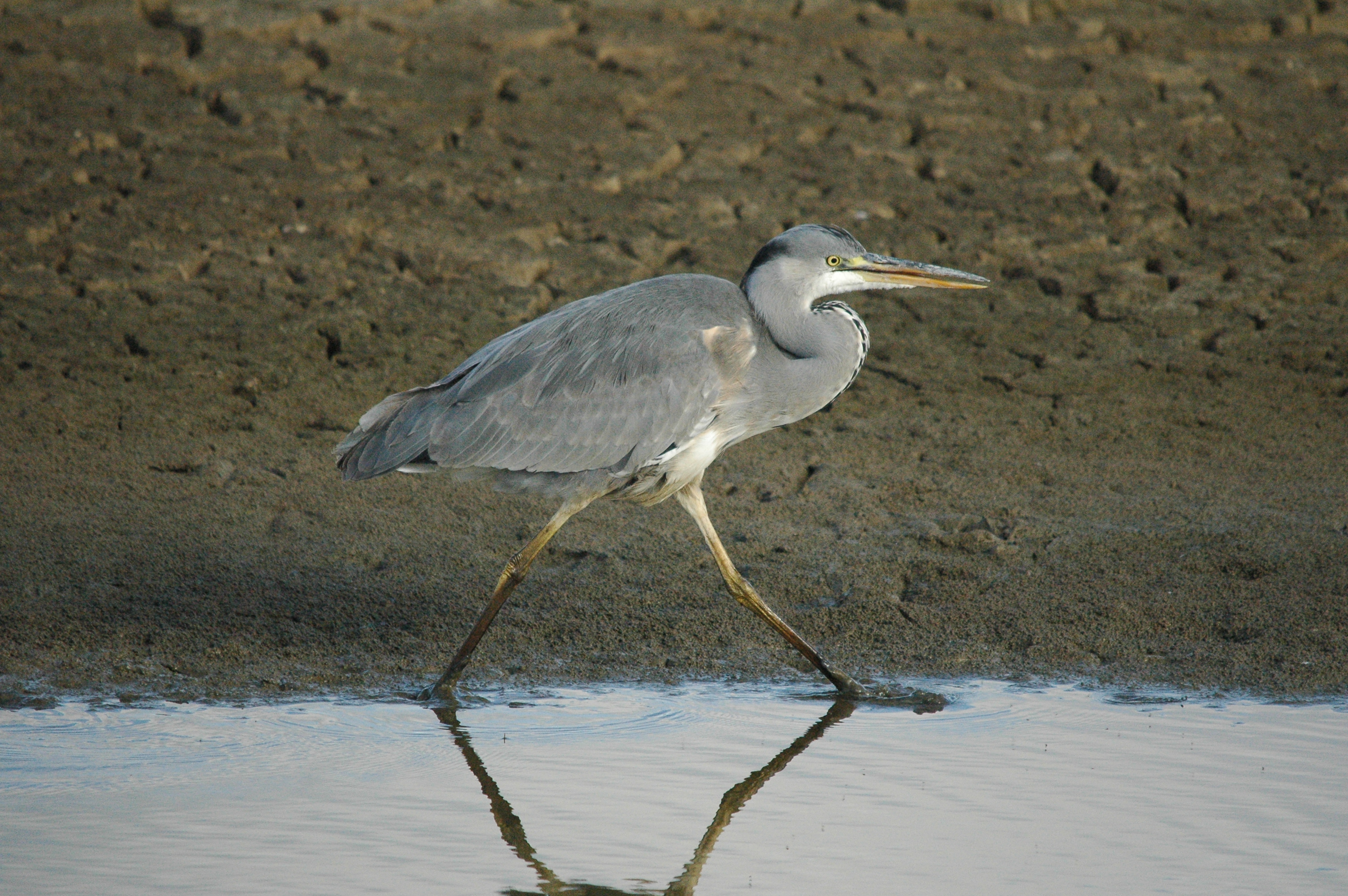 photos/wildlife/Bird_Species/021-Herons/0299-Grey_Heron/dsc_1277.jpg