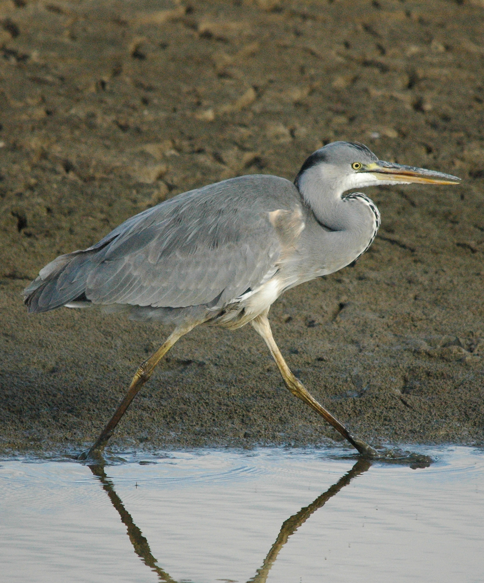 photos/wildlife/Bird_Species/021-Herons/0299-Grey_Heron/dsc_1277_sm.jpeg
