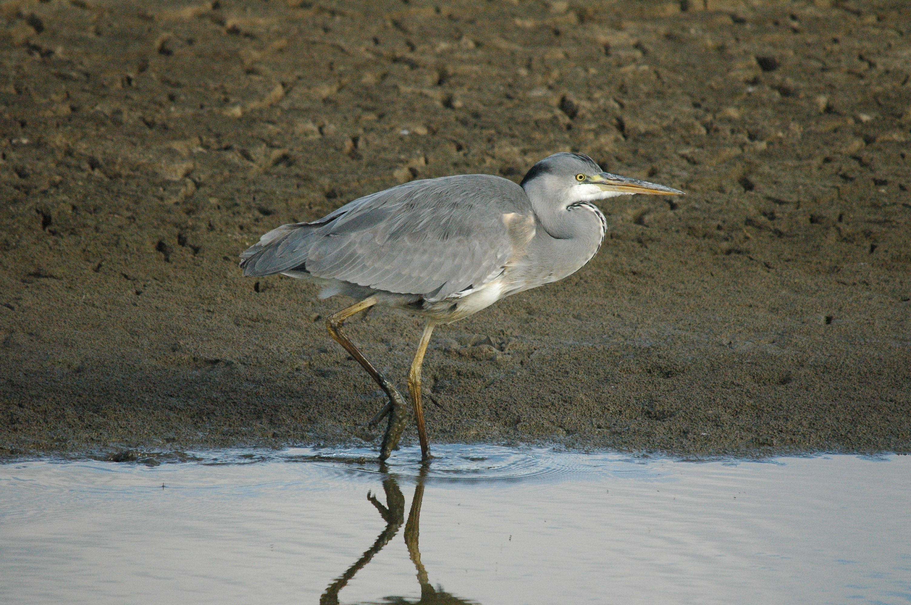 photos/wildlife/Bird_Species/021-Herons/0299-Grey_Heron/dsc_1278.jpg