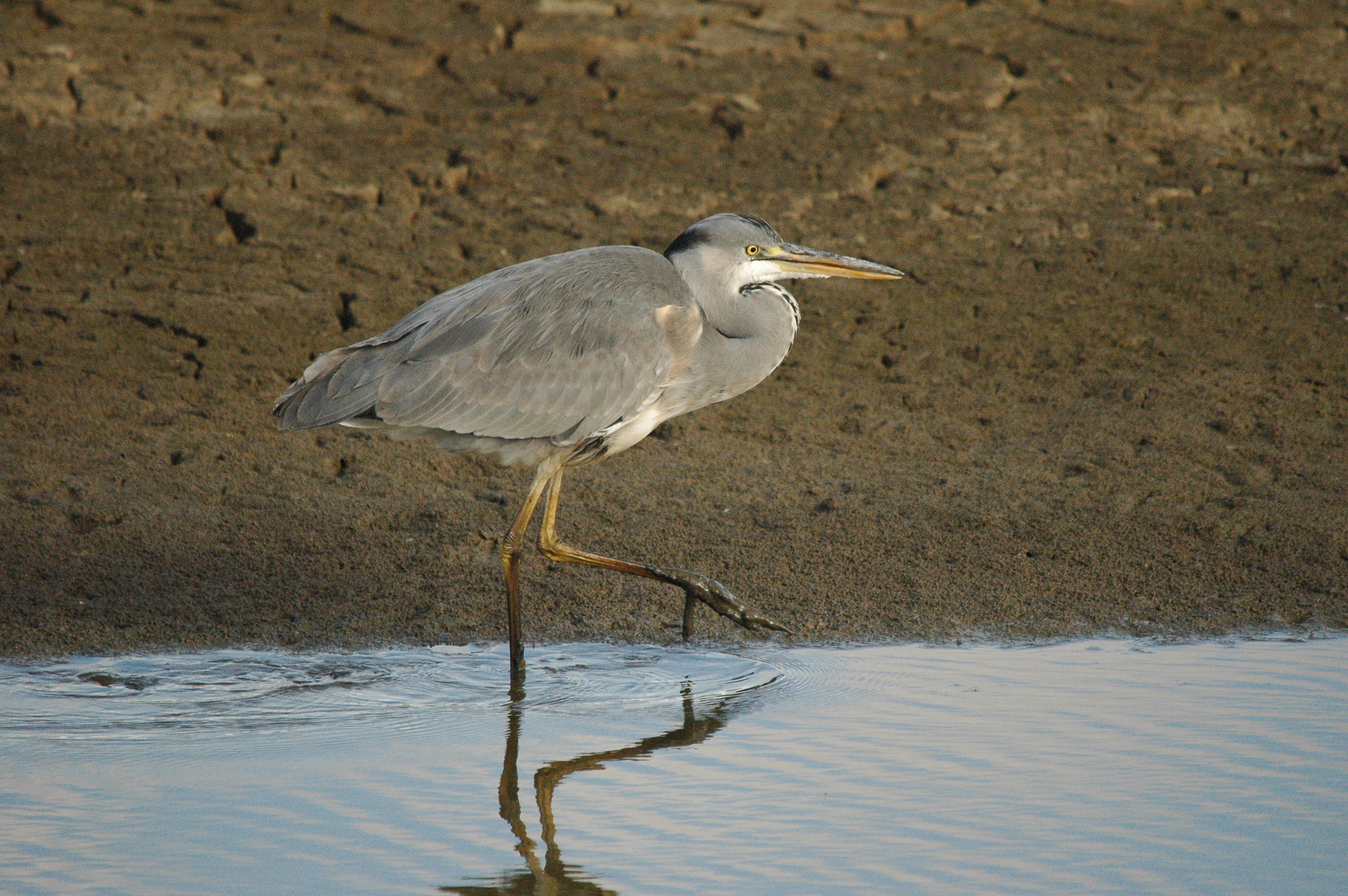 photos/wildlife/Bird_Species/021-Herons/0299-Grey_Heron/dsc_1279.jpg