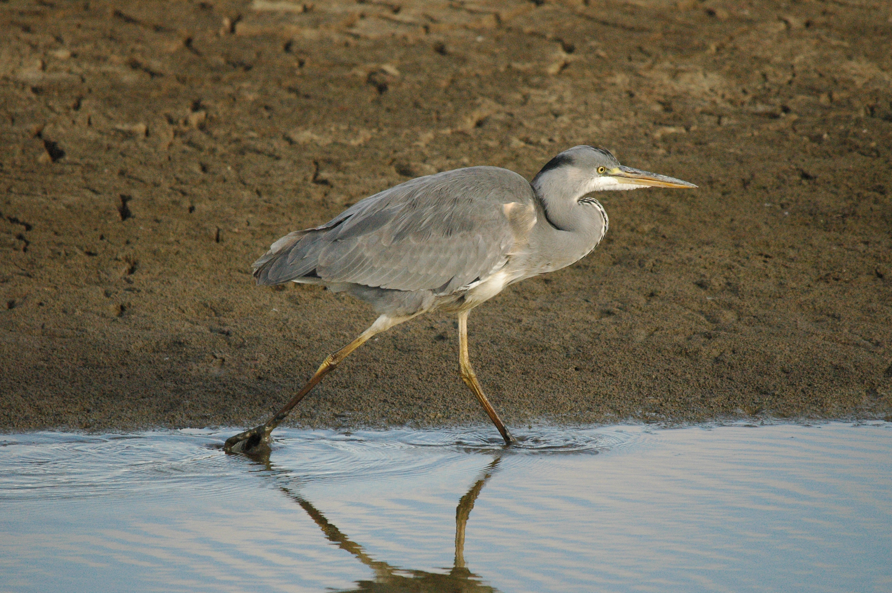 photos/wildlife/Bird_Species/021-Herons/0299-Grey_Heron/dsc_1280.jpg