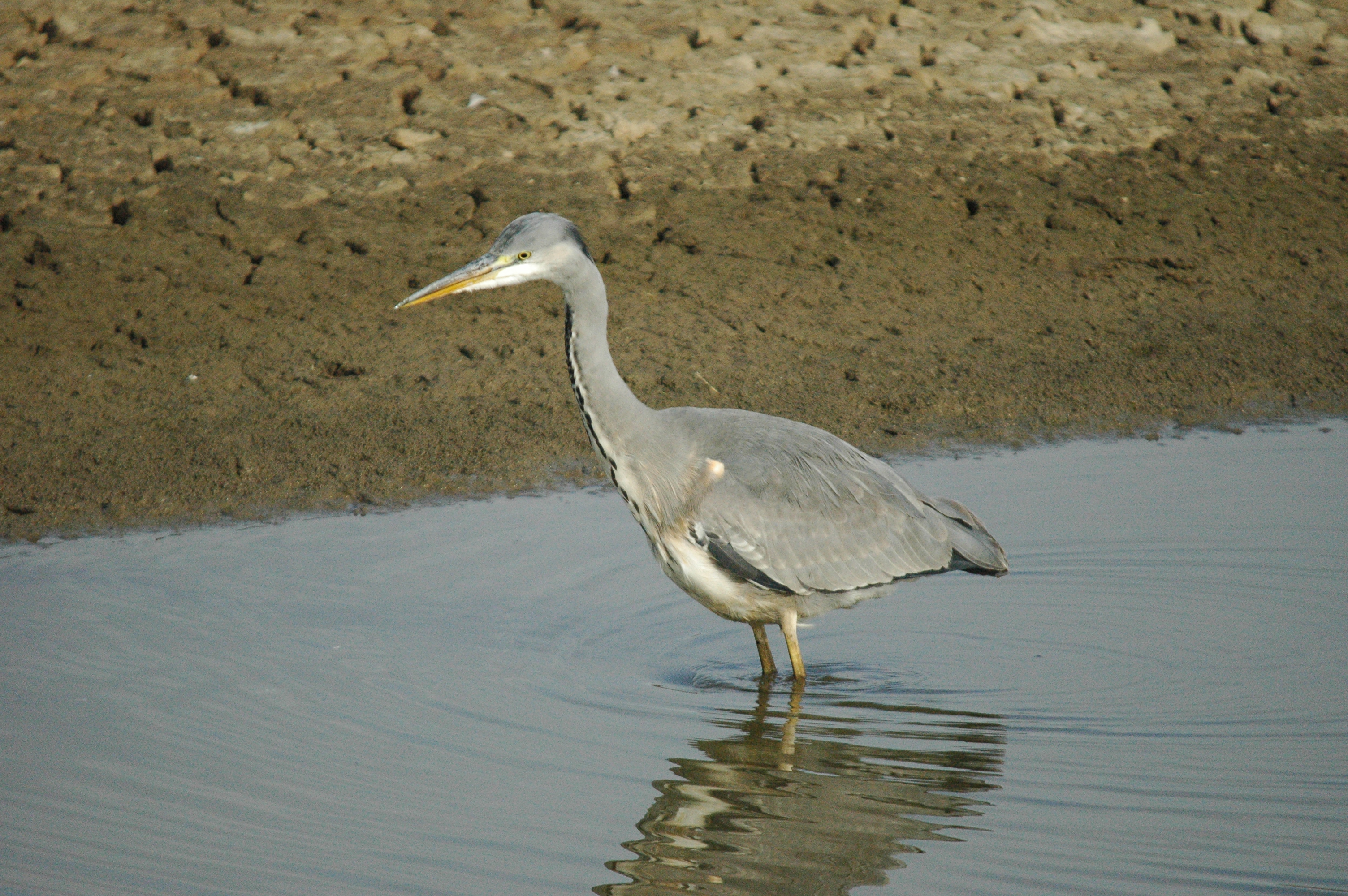 photos/wildlife/Bird_Species/021-Herons/0299-Grey_Heron/dsc_1332.jpg