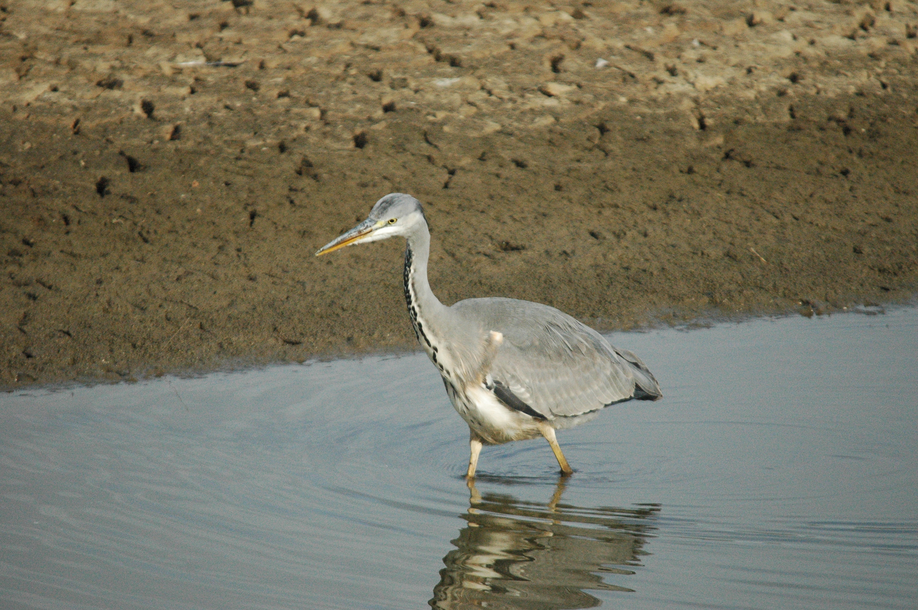 photos/wildlife/Bird_Species/021-Herons/0299-Grey_Heron/dsc_1333.jpg