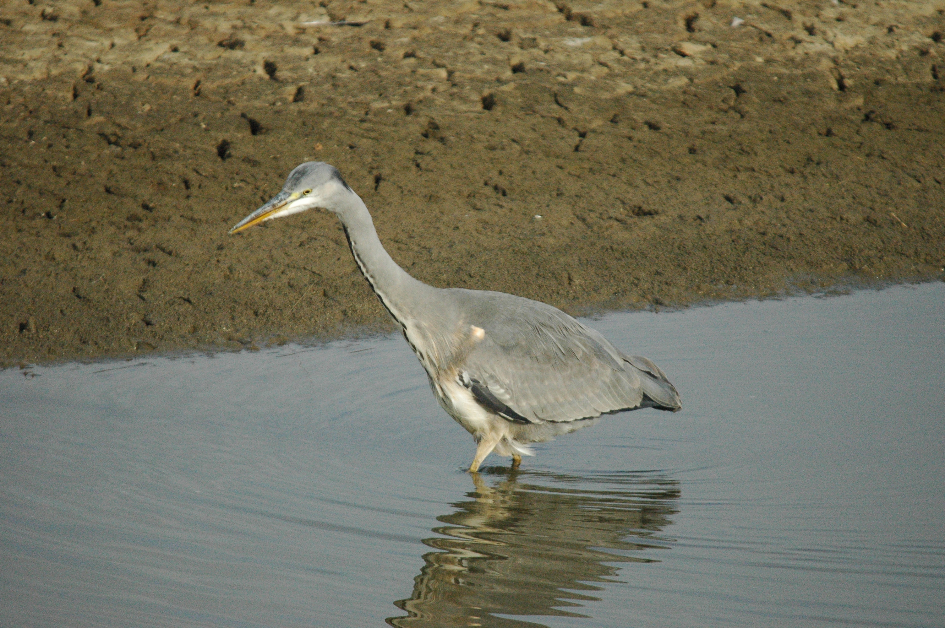 photos/wildlife/Bird_Species/021-Herons/0299-Grey_Heron/dsc_1334.jpg
