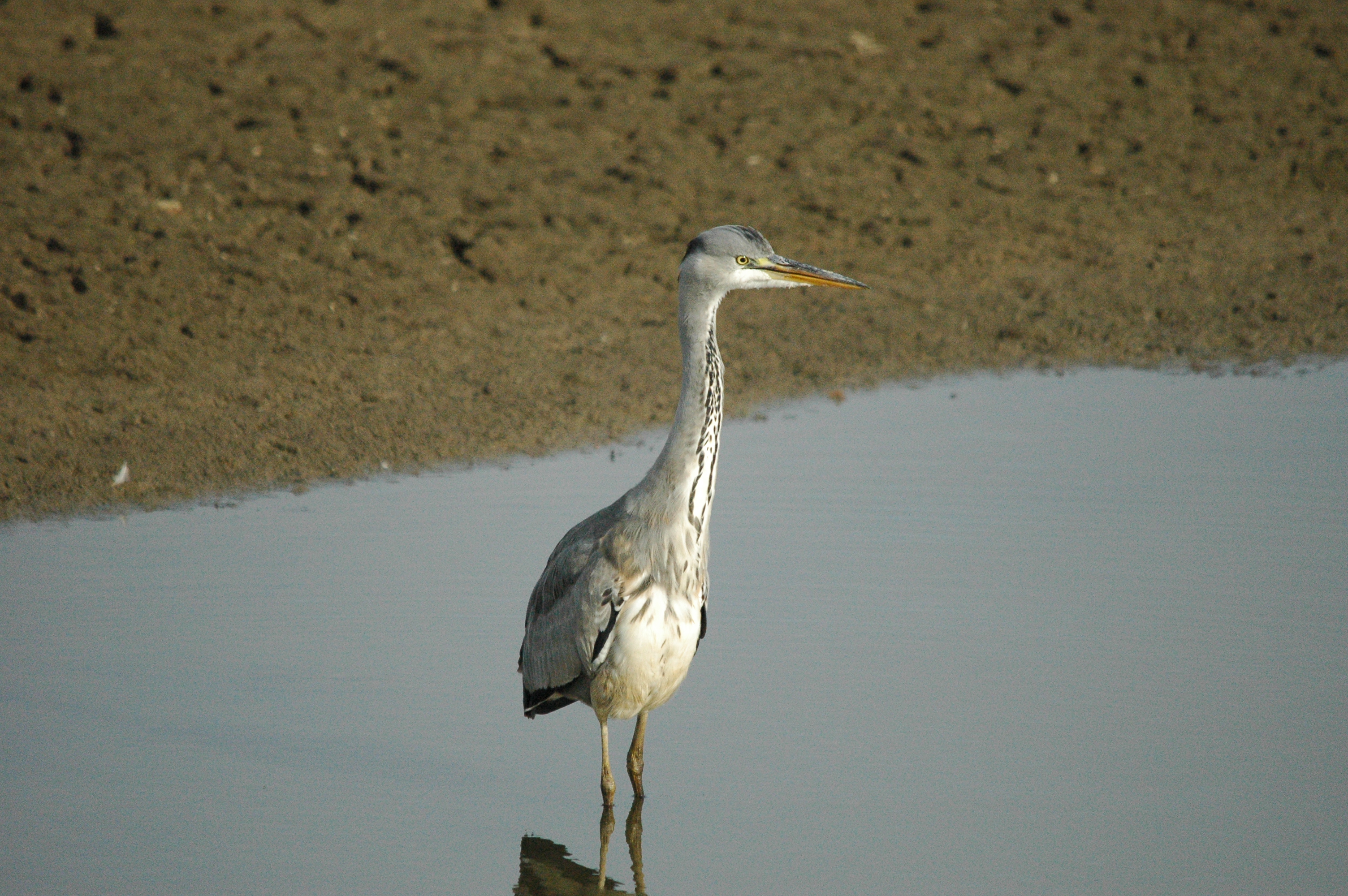 photos/wildlife/Bird_Species/021-Herons/0299-Grey_Heron/dsc_1337.jpg
