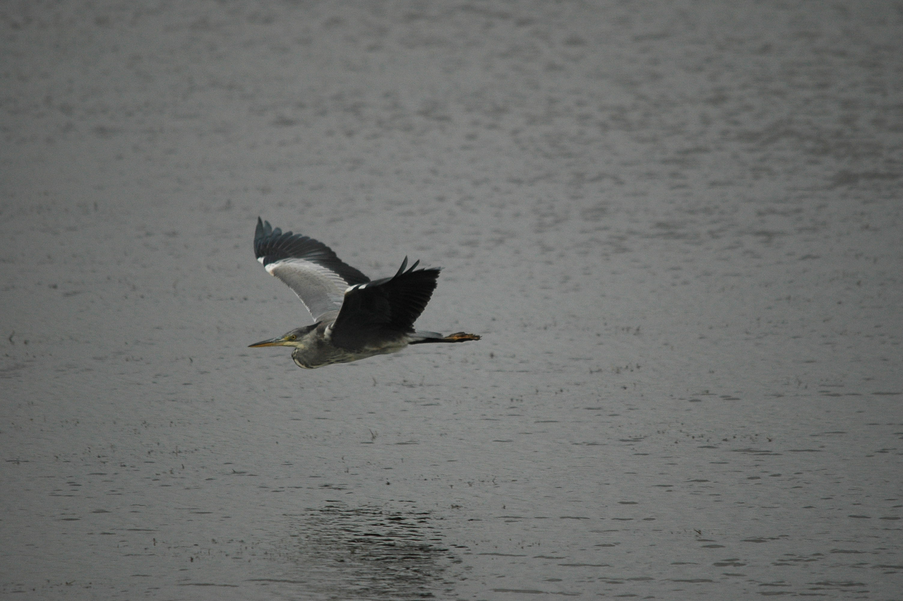 photos/wildlife/Bird_Species/021-Herons/0299-Grey_Heron/dsc_2613.jpg