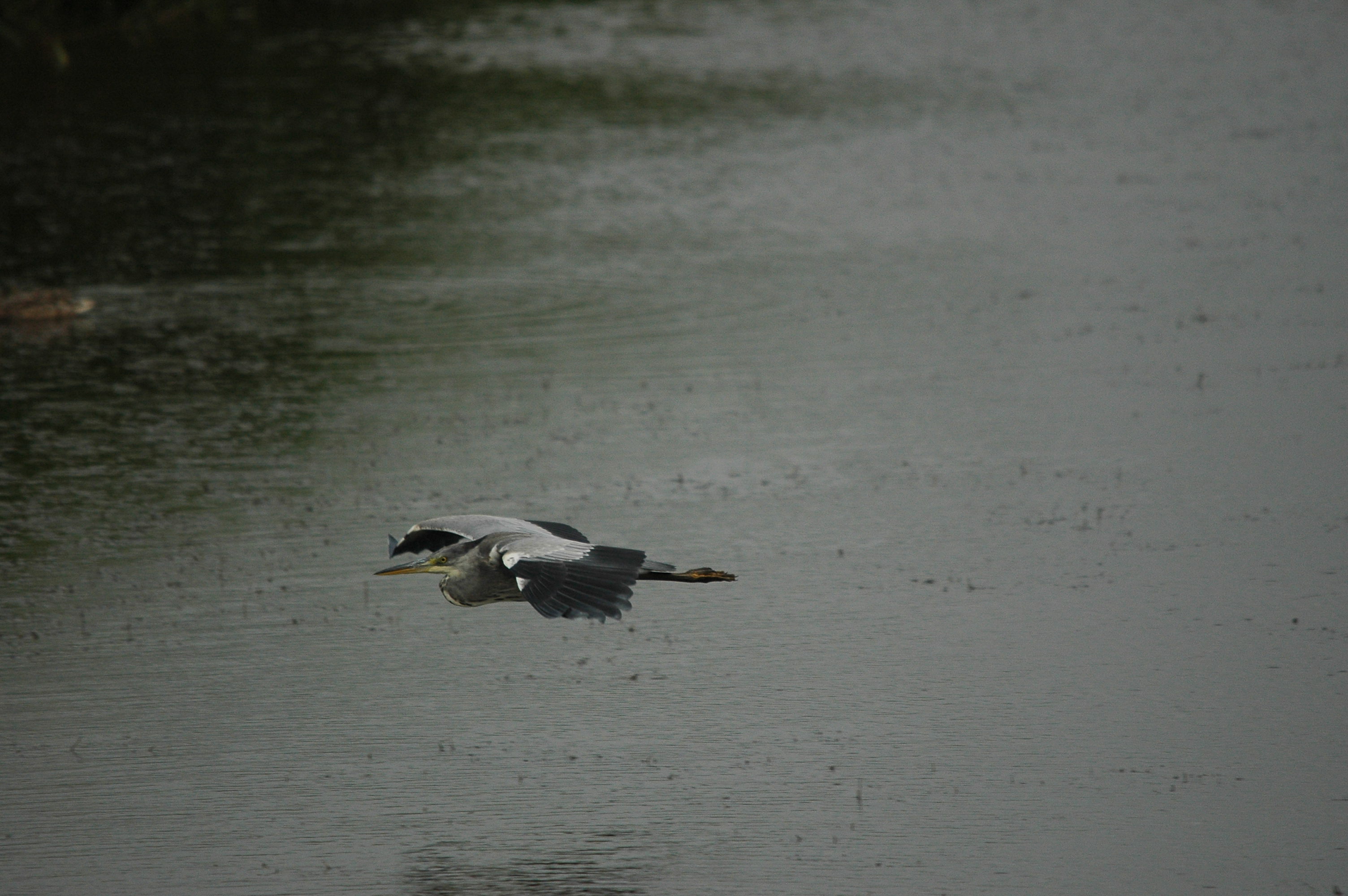 photos/wildlife/Bird_Species/021-Herons/0299-Grey_Heron/dsc_2614.jpg