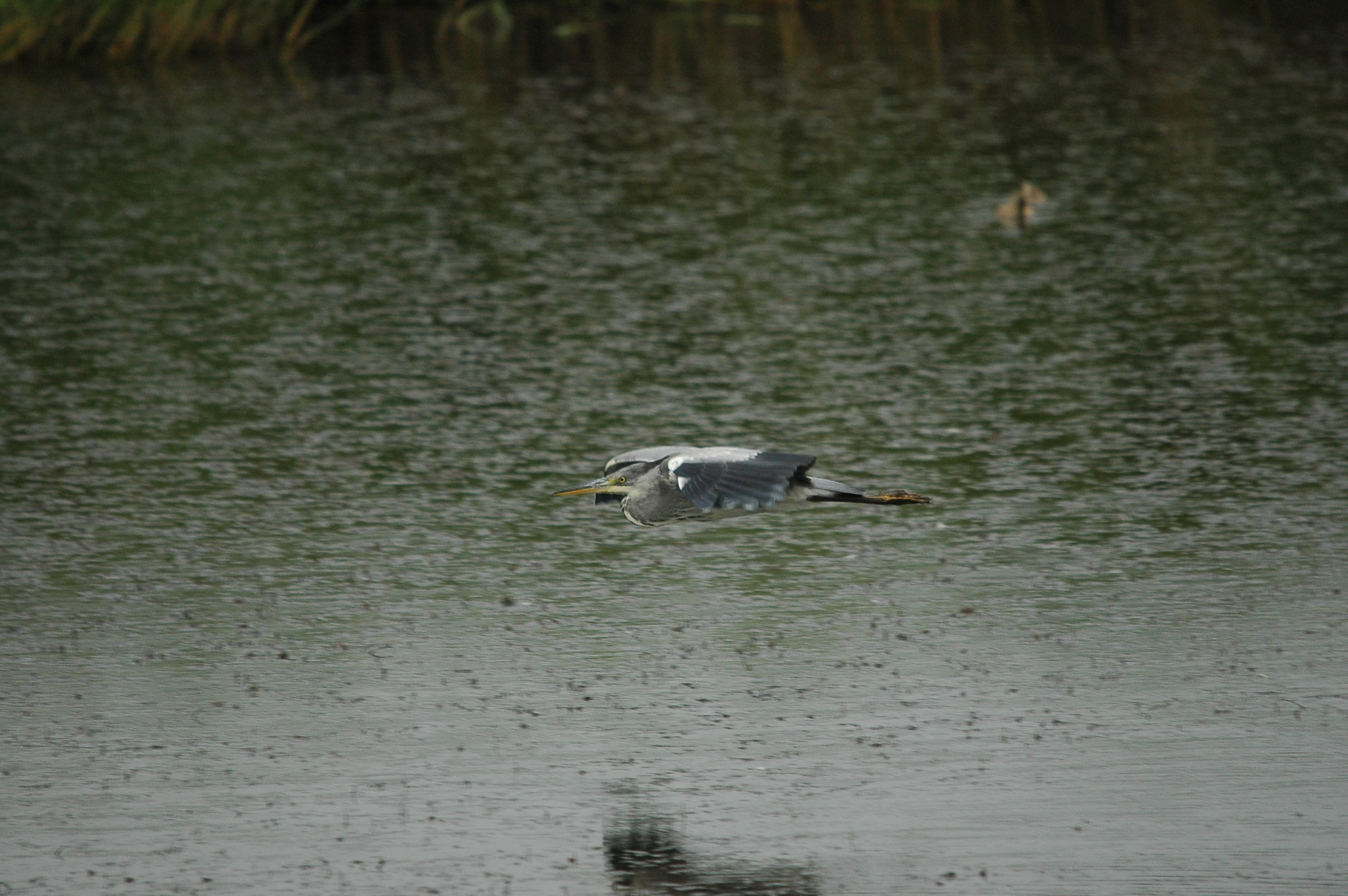 photos/wildlife/Bird_Species/021-Herons/0299-Grey_Heron/dsc_2615.jpg
