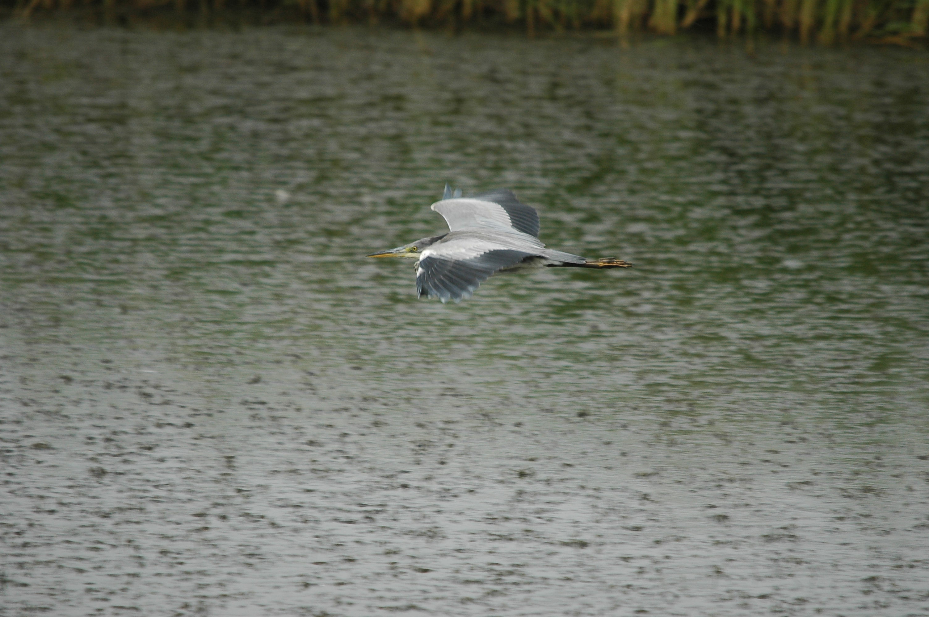 photos/wildlife/Bird_Species/021-Herons/0299-Grey_Heron/dsc_2617.jpg