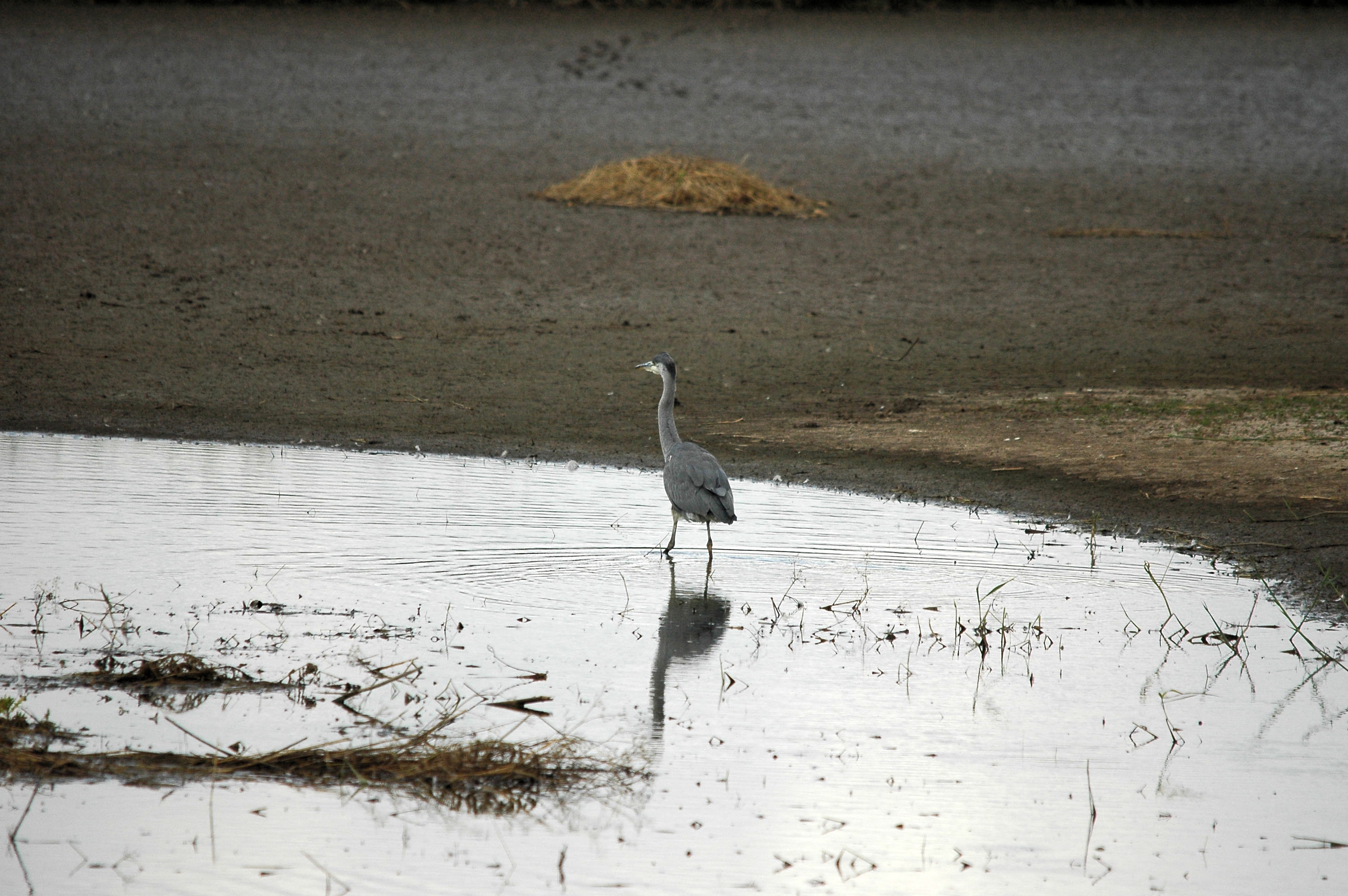 photos/wildlife/Bird_Species/021-Herons/0299-Grey_Heron/dsc_2709.jpg