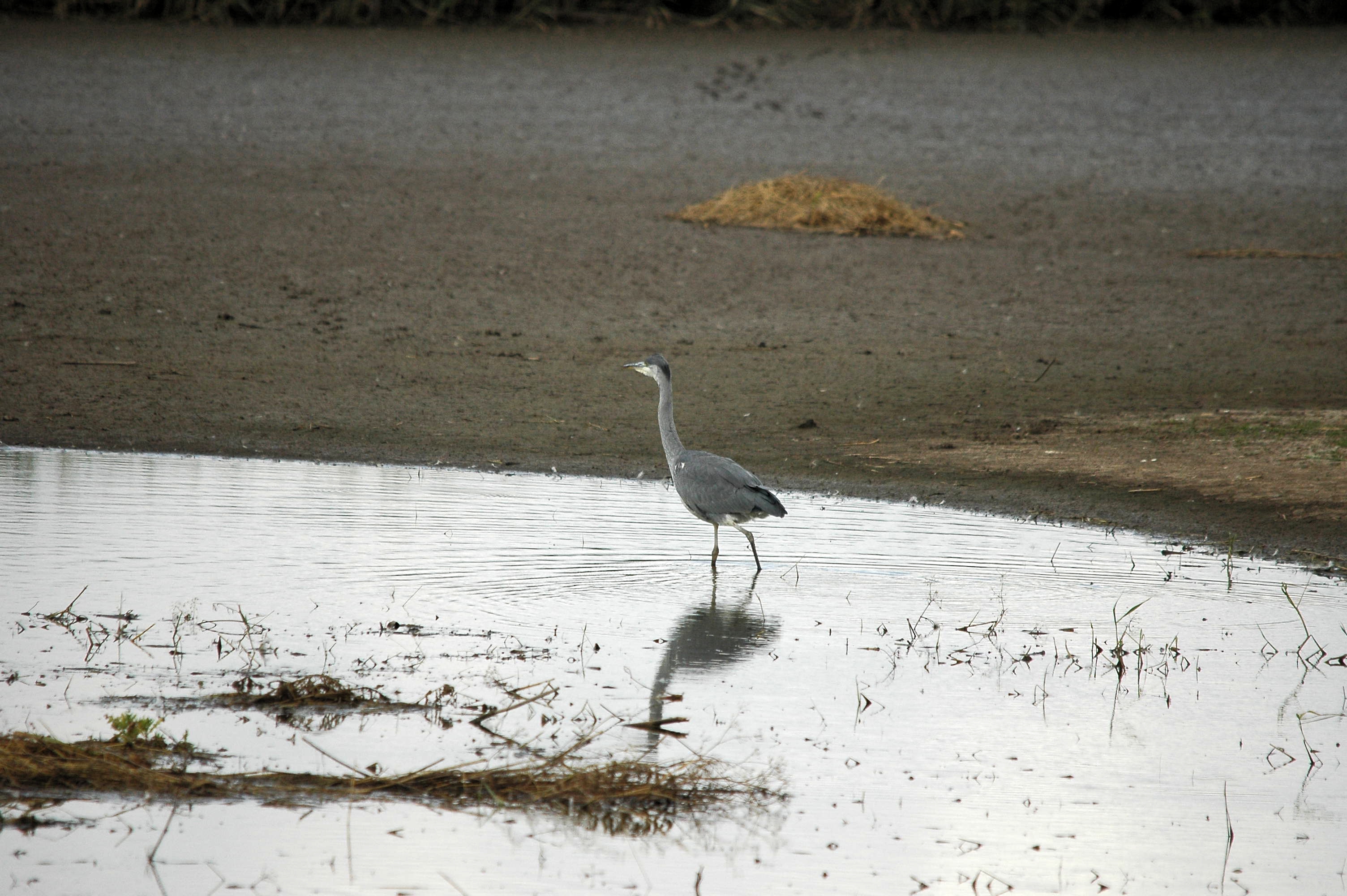 photos/wildlife/Bird_Species/021-Herons/0299-Grey_Heron/dsc_2710.jpg
