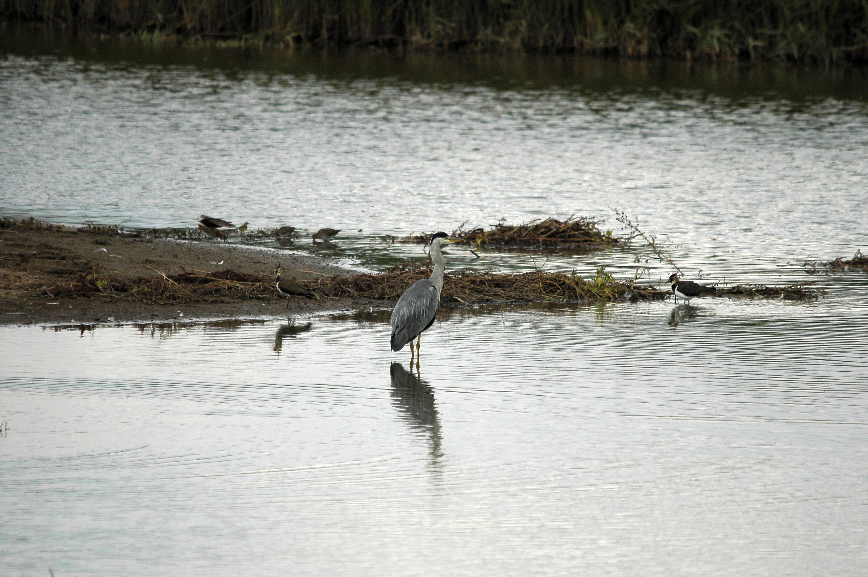 photos/wildlife/Bird_Species/021-Herons/0299-Grey_Heron/dsc_2711.jpg