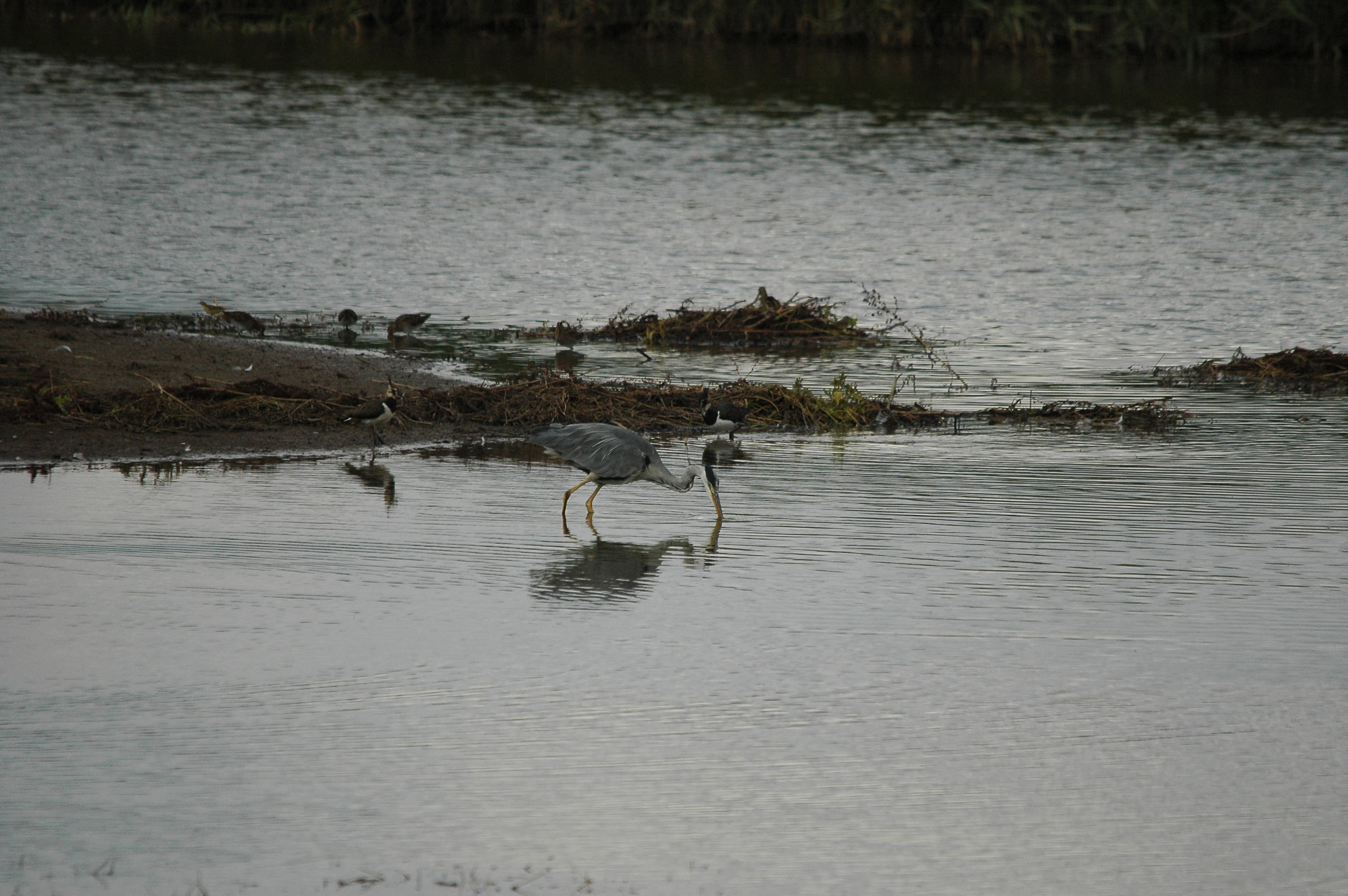 photos/wildlife/Bird_Species/021-Herons/0299-Grey_Heron/dsc_2712.jpg