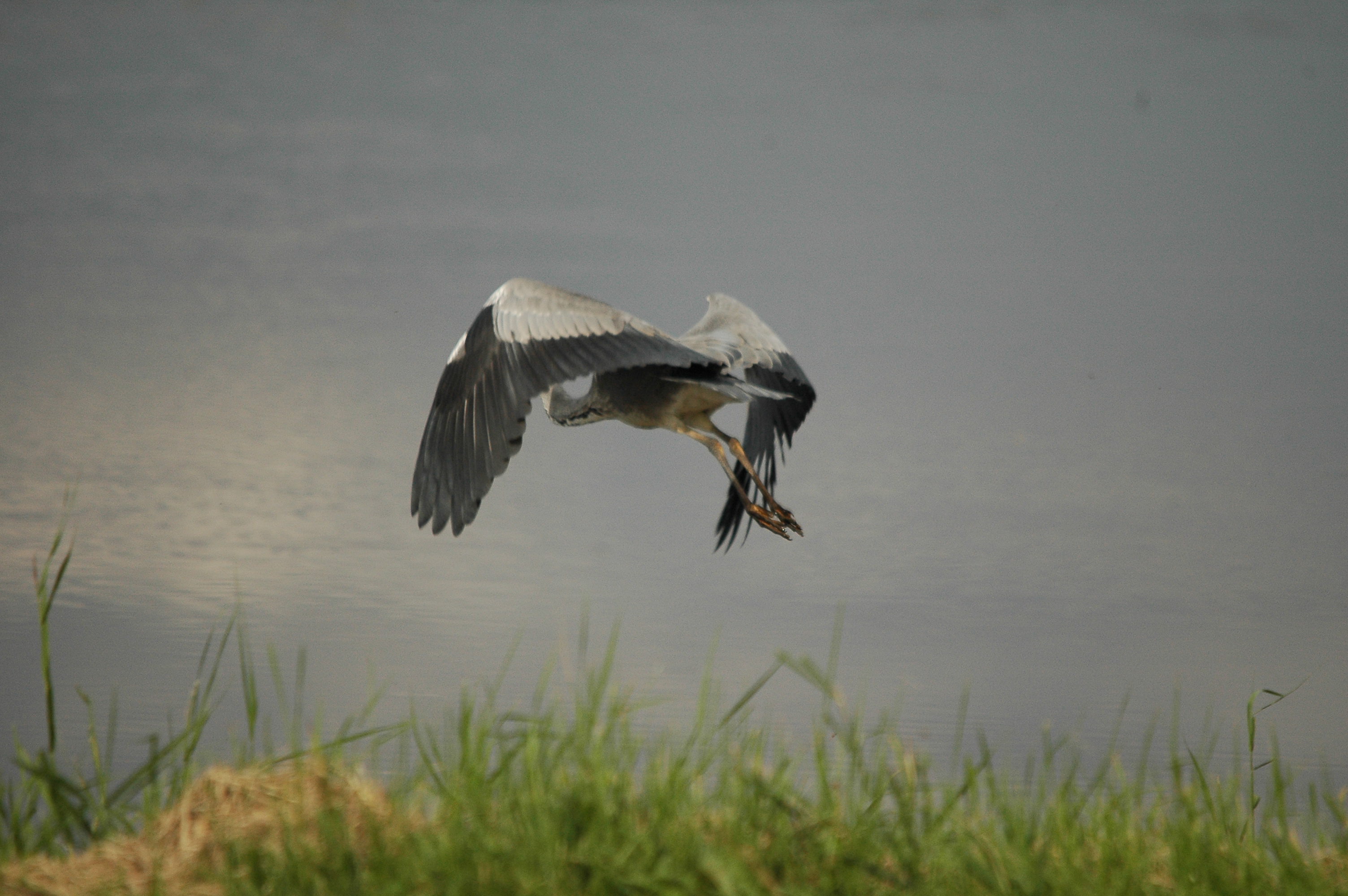 photos/wildlife/Bird_Species/021-Herons/0299-Grey_Heron/dsc_2757.jpg