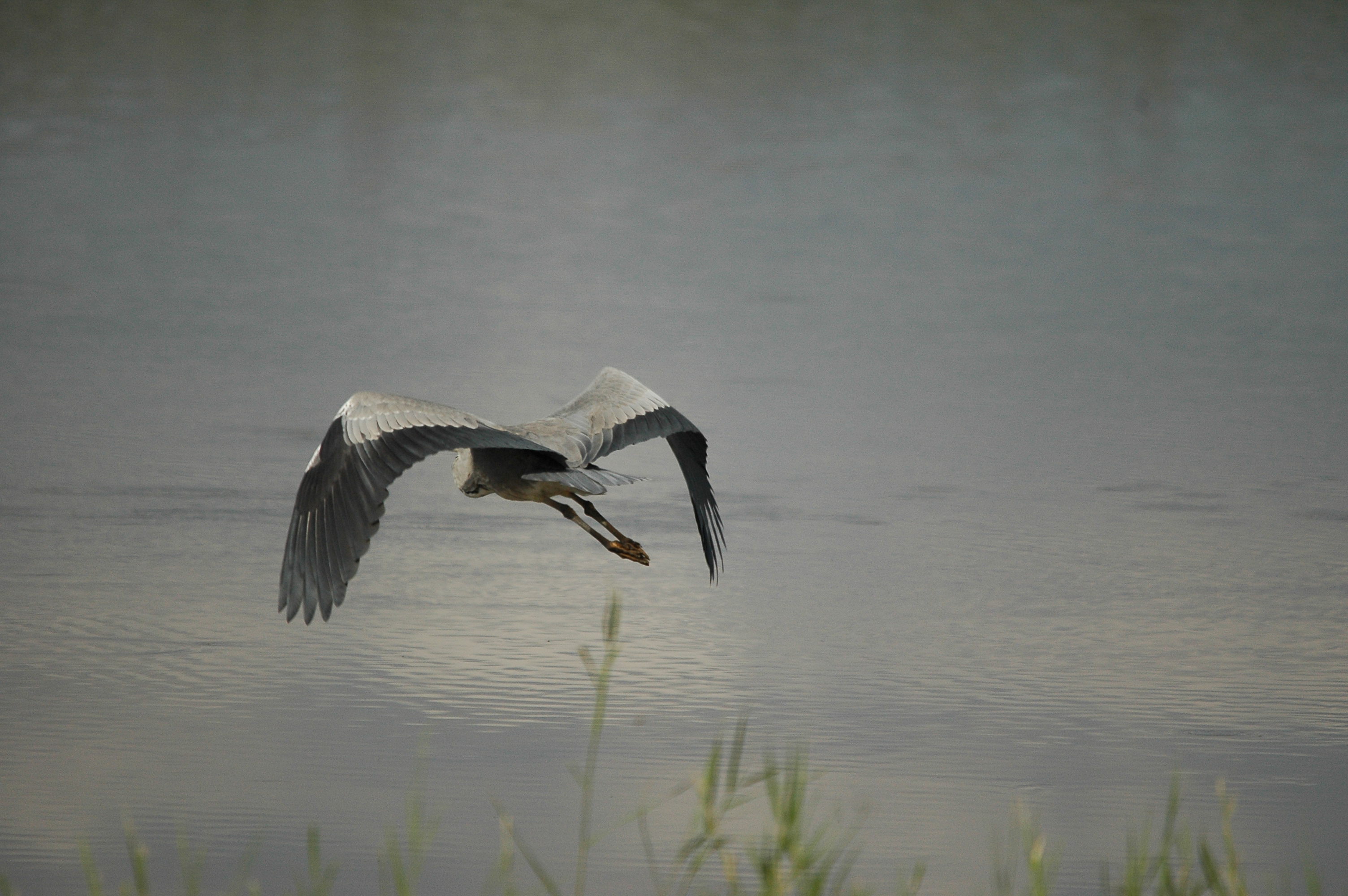 photos/wildlife/Bird_Species/021-Herons/0299-Grey_Heron/dsc_2758.jpg