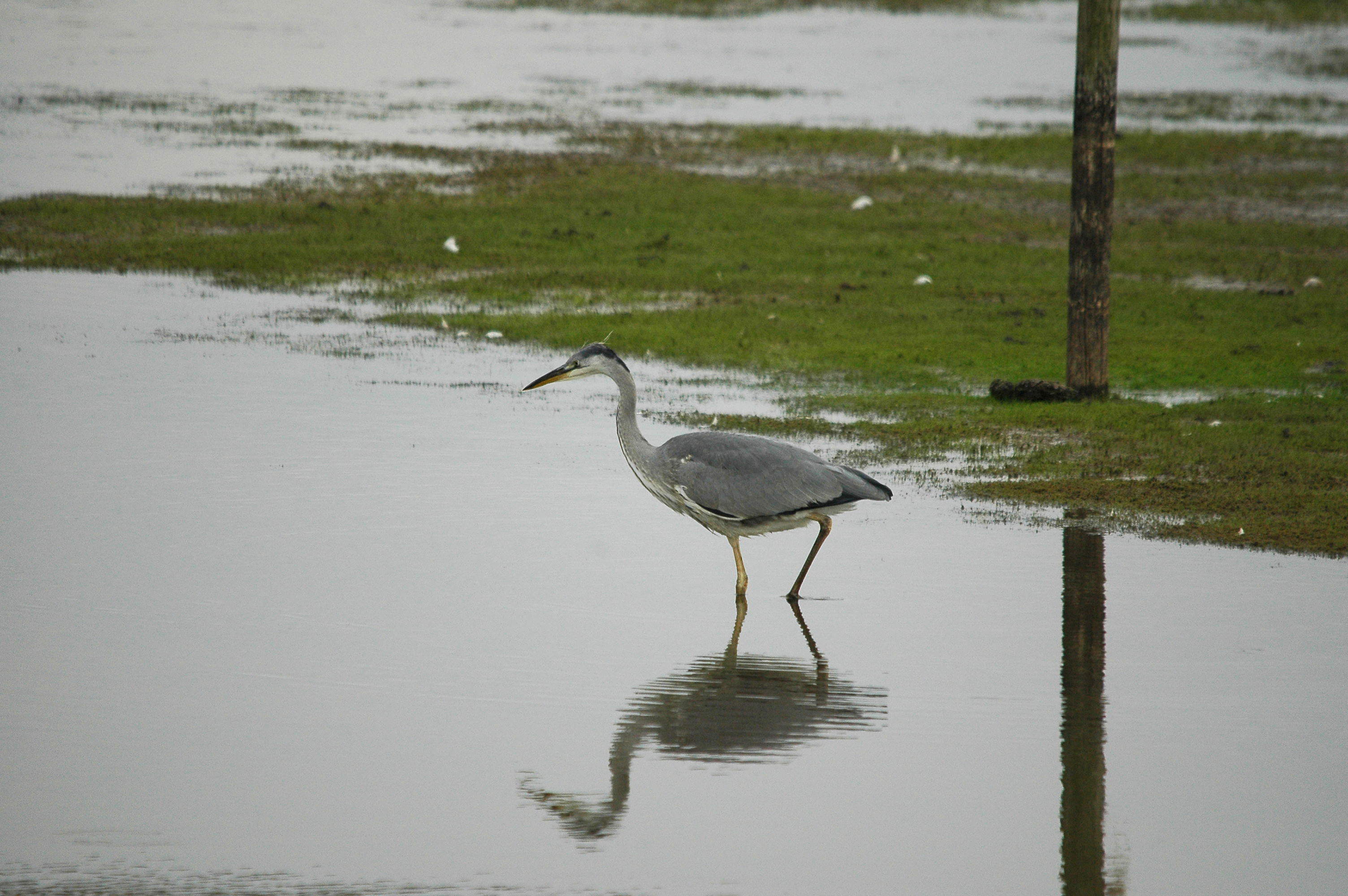 photos/wildlife/Bird_Species/021-Herons/0299-Grey_Heron/dsc_2788.jpg