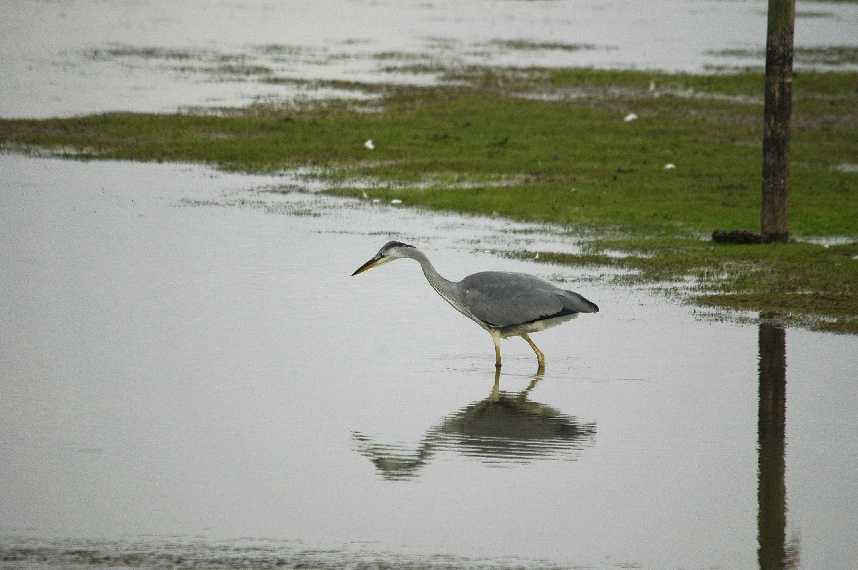 photos/wildlife/Bird_Species/021-Herons/0299-Grey_Heron/dsc_2789.jpg