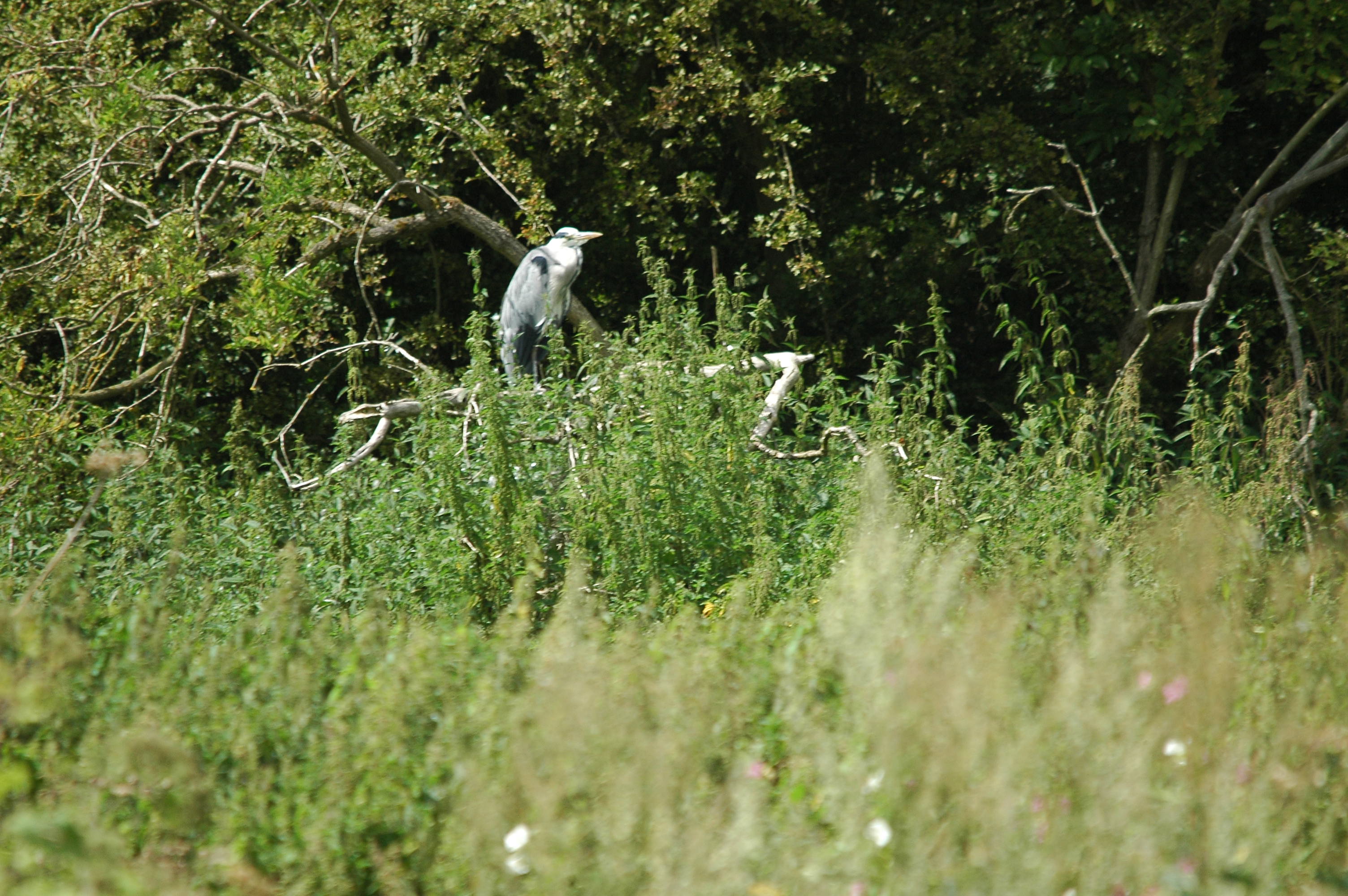 photos/wildlife/Bird_Species/021-Herons/0299-Grey_Heron/dsc_2969.jpg